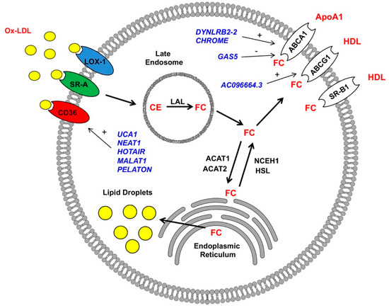 Macrophage Long Non-Coding RNAs in Pathogenesis of
