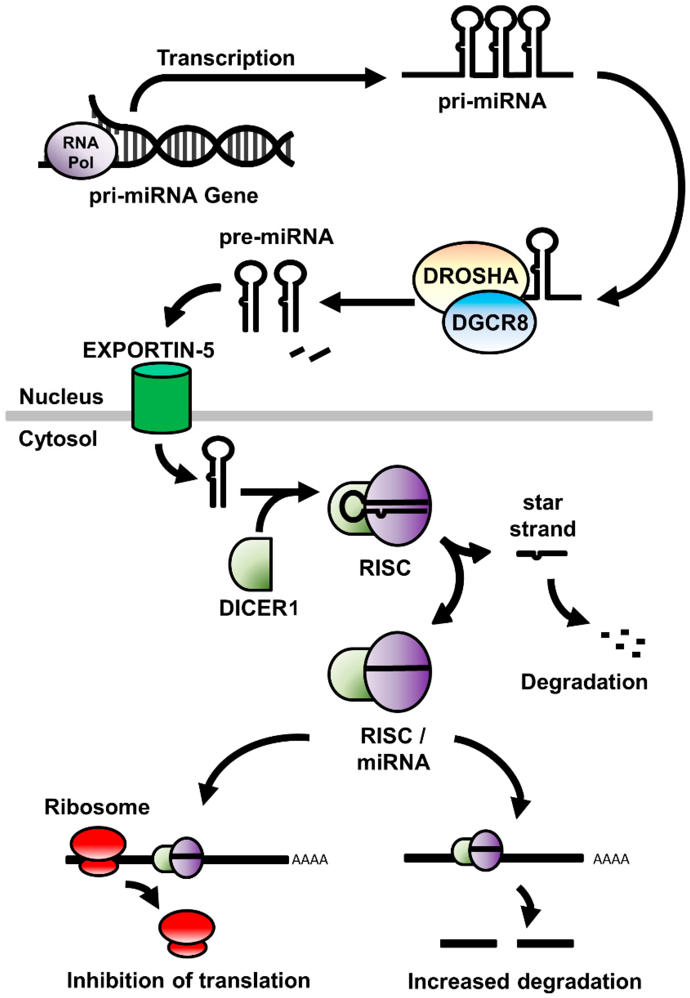 Ncrna 06 00033 g001 Ncrna 06 00033 g001