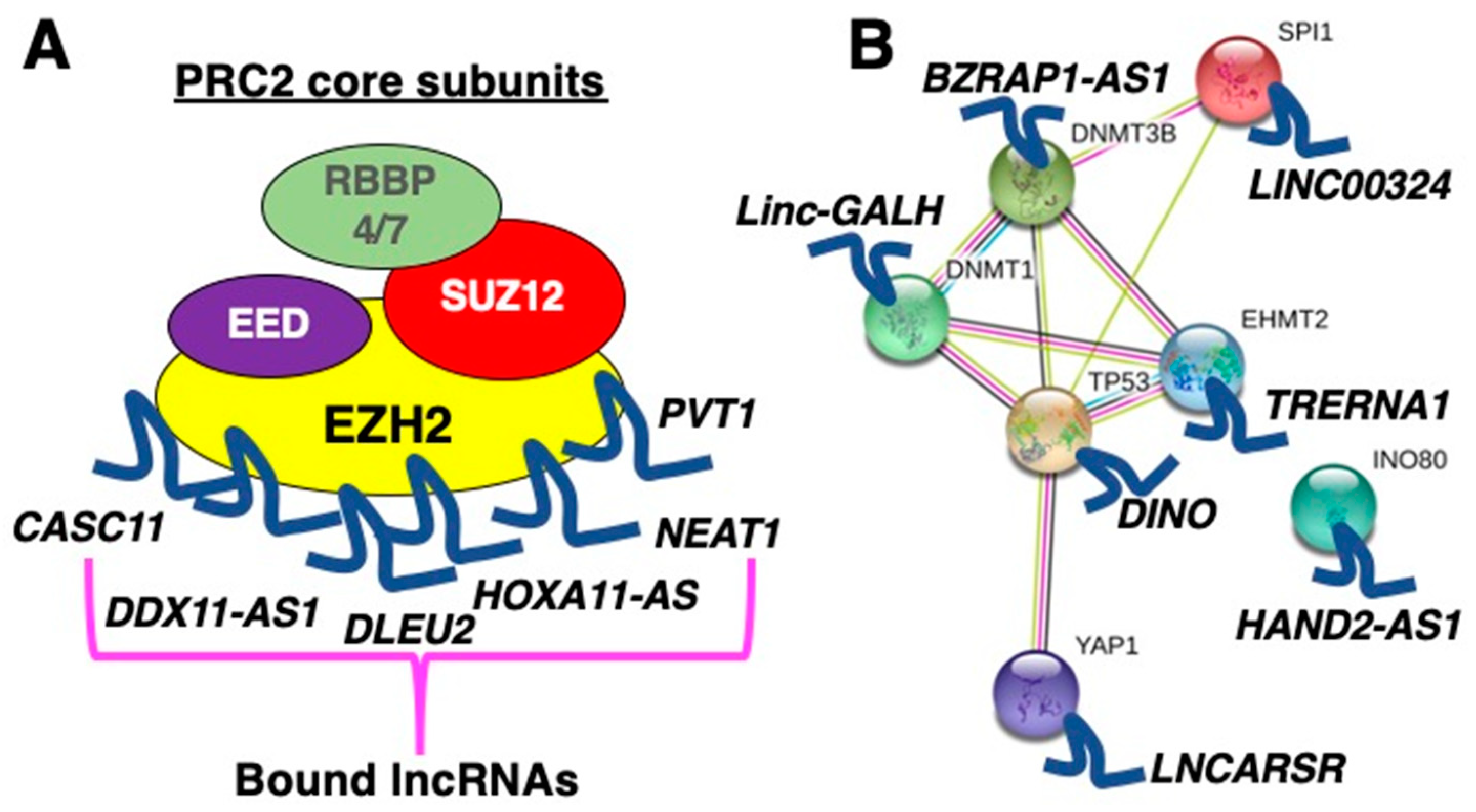 Ncrna 06 00034 g001 Ncrna 06 00034 g001