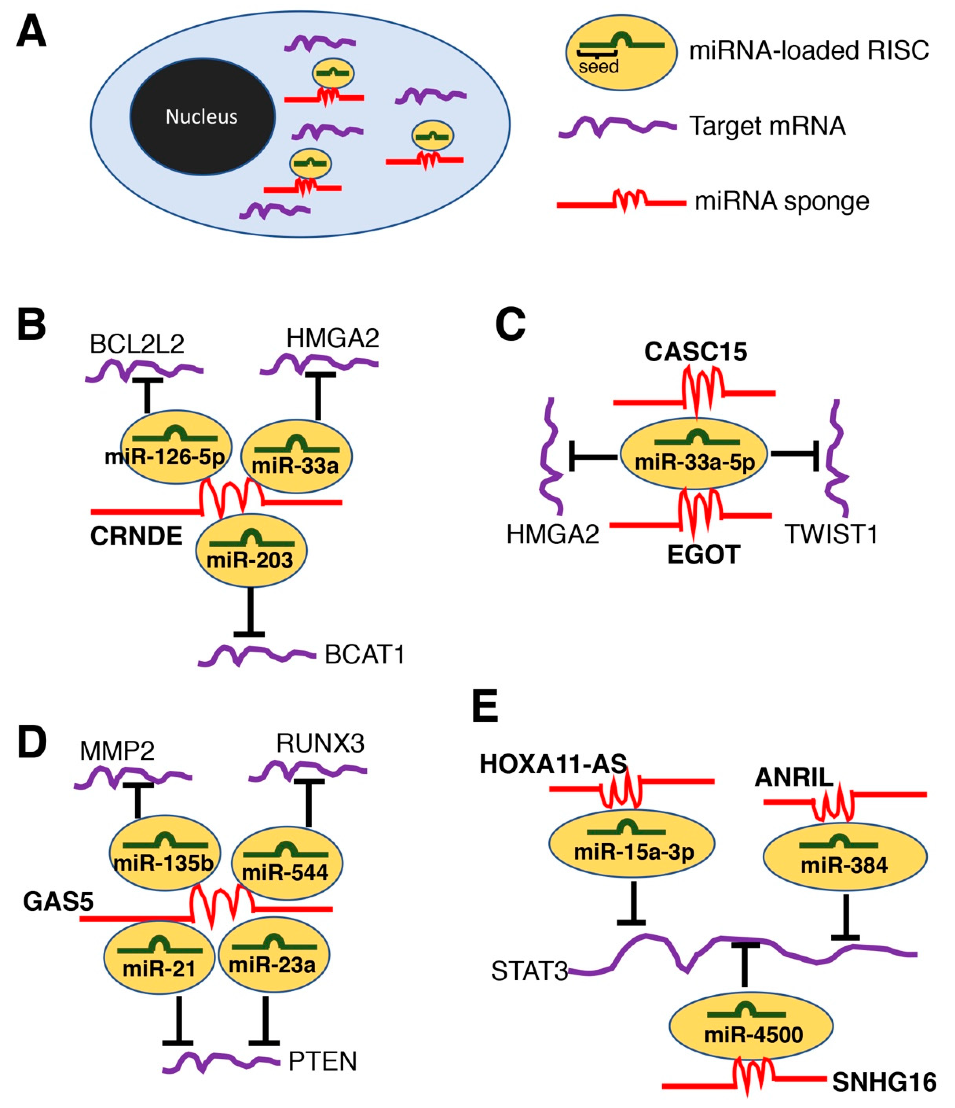 Long Non-Coding RNAs in Liver Cancer and Nonalcoholic