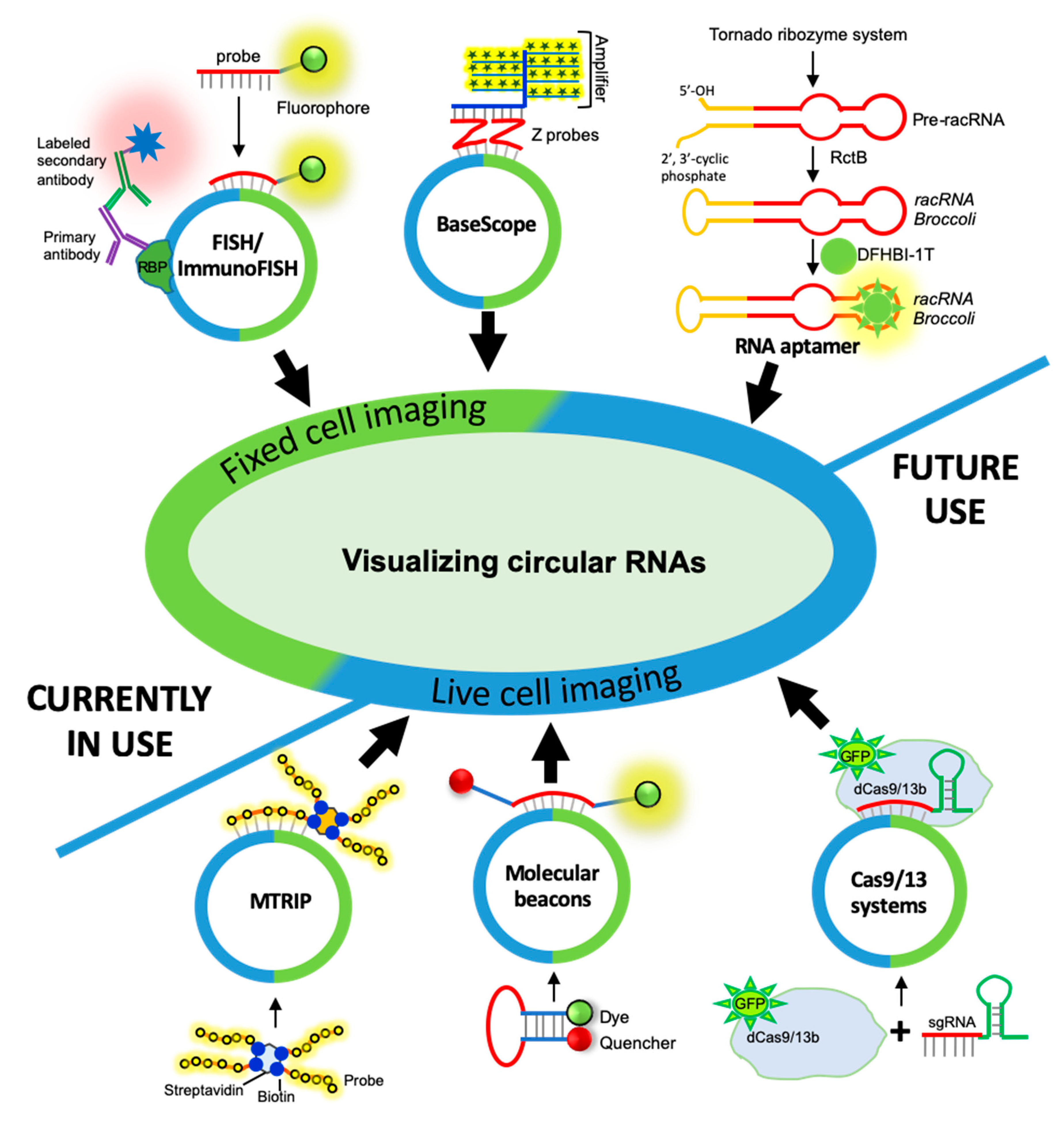 Ncrna 06 00045 g002 Ncrna 06 00045 g002