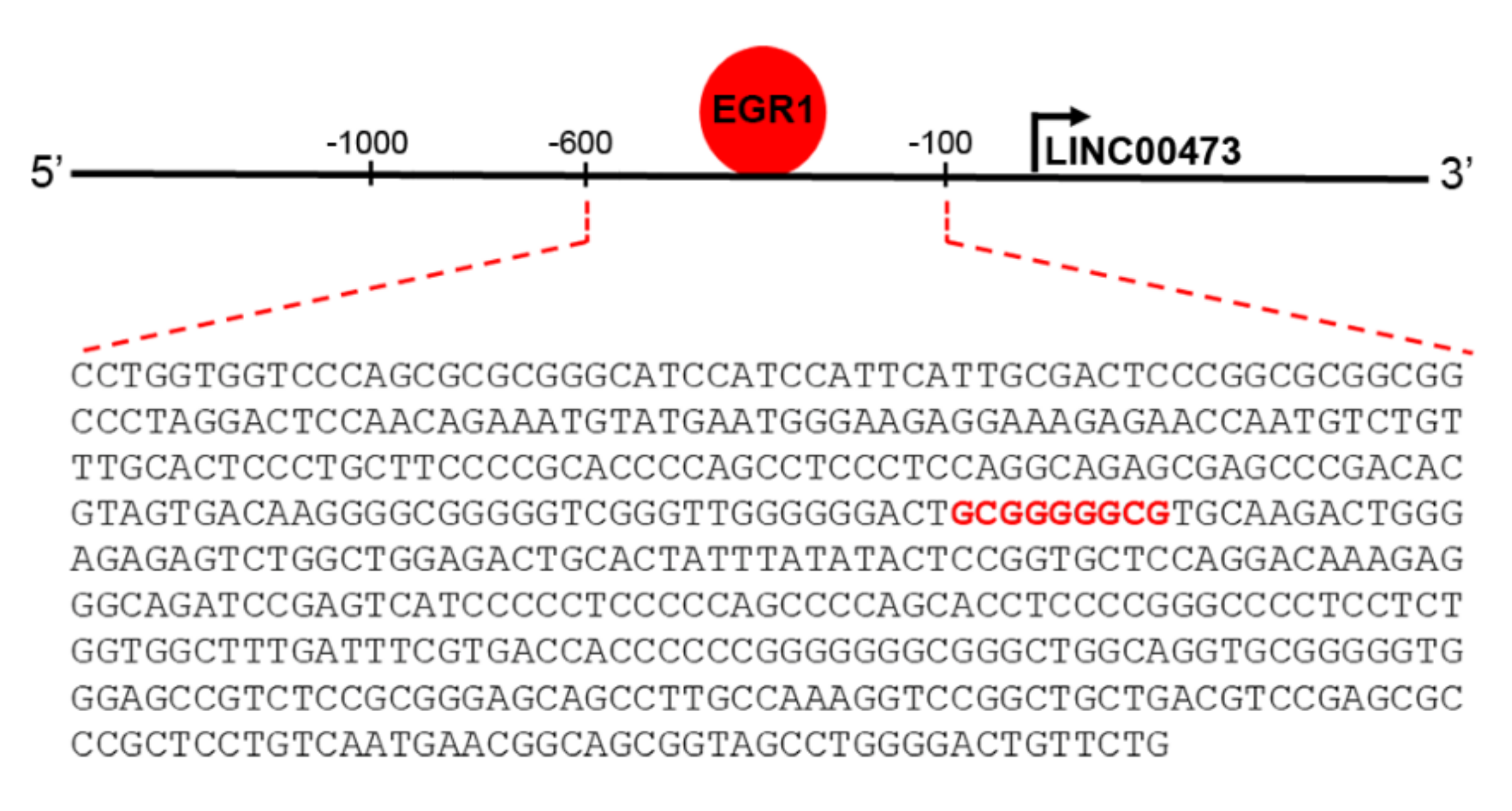 Ncrna 06 00046 g003 Ncrna 06 00046 g003