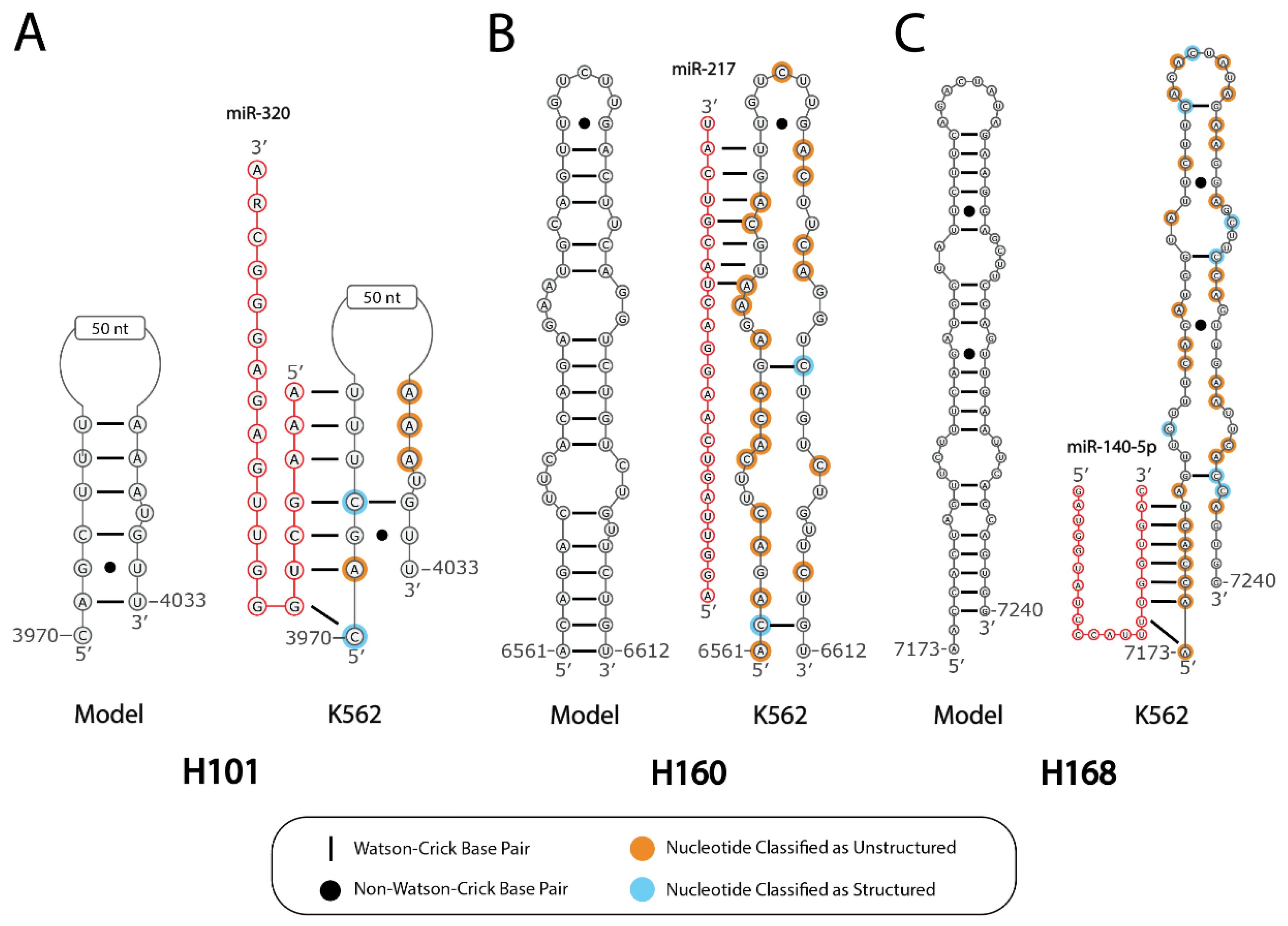 Ncrna 07 00006 g004 Ncrna 07 00006 g004