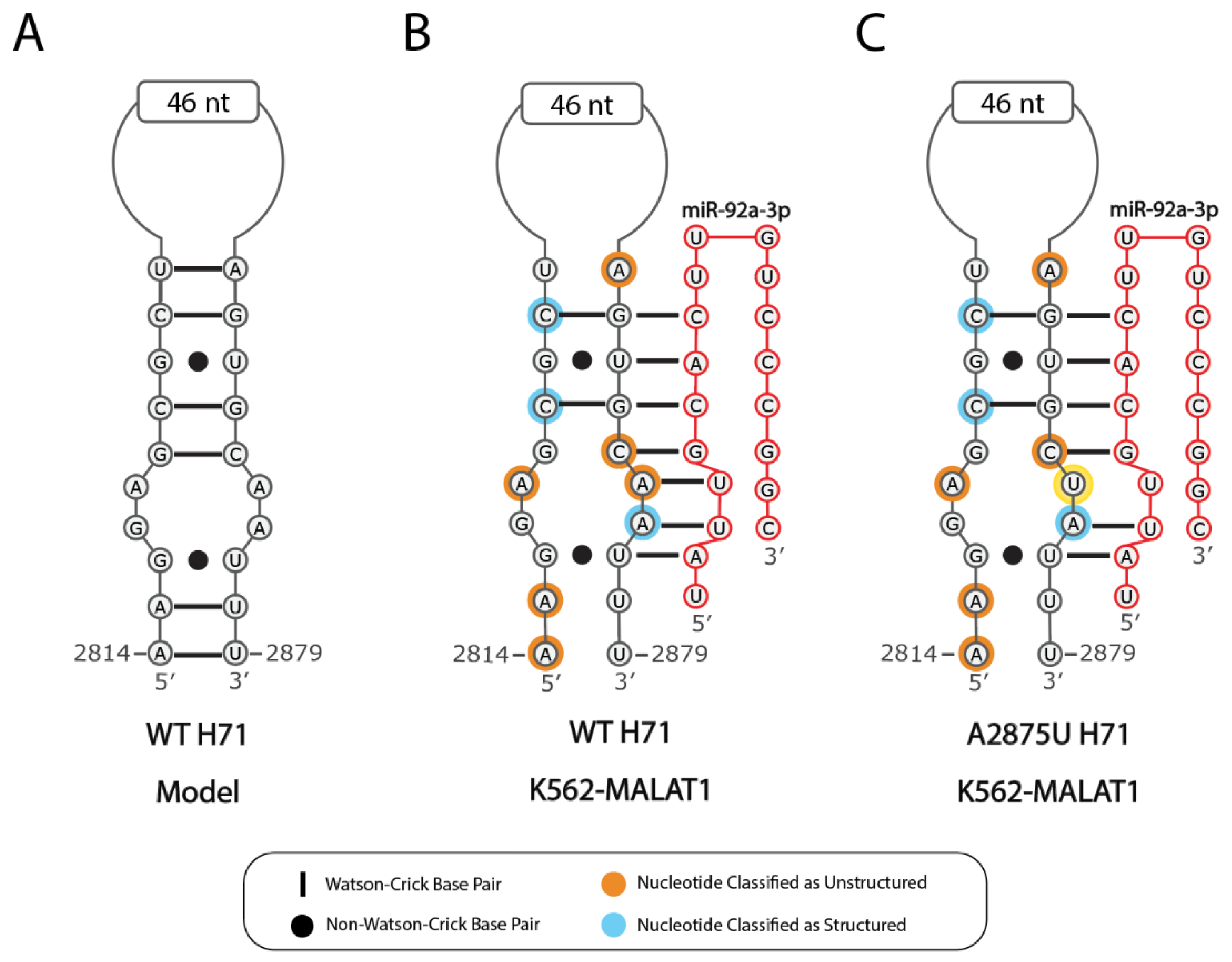 Ncrna 07 00006 g005 Ncrna 07 00006 g005