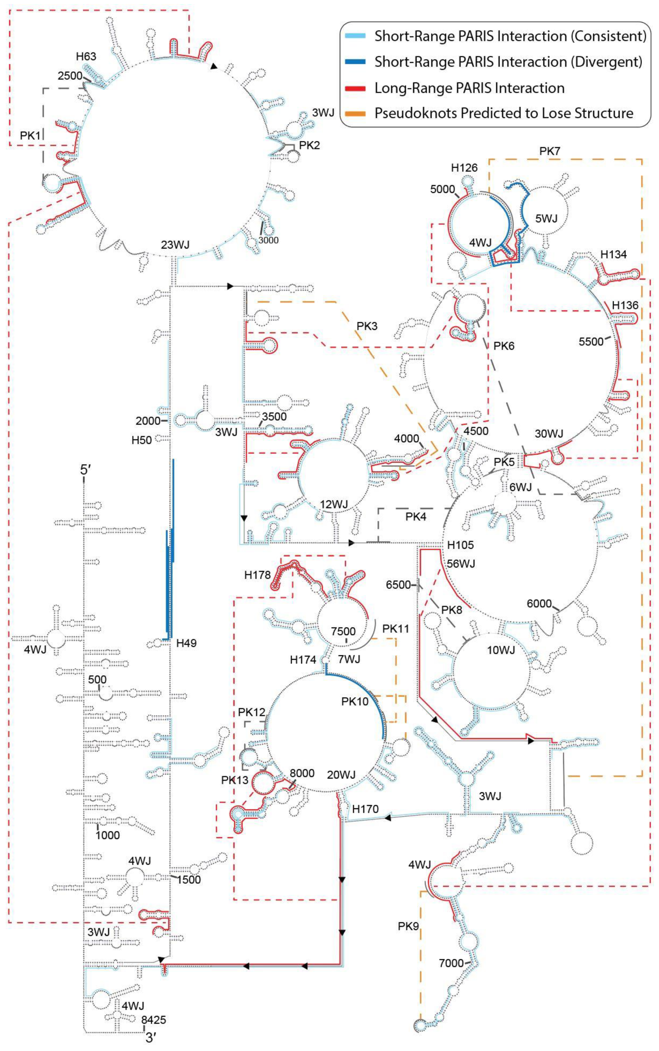 Ncrna 07 00006 g006 Ncrna 07 00006 g006