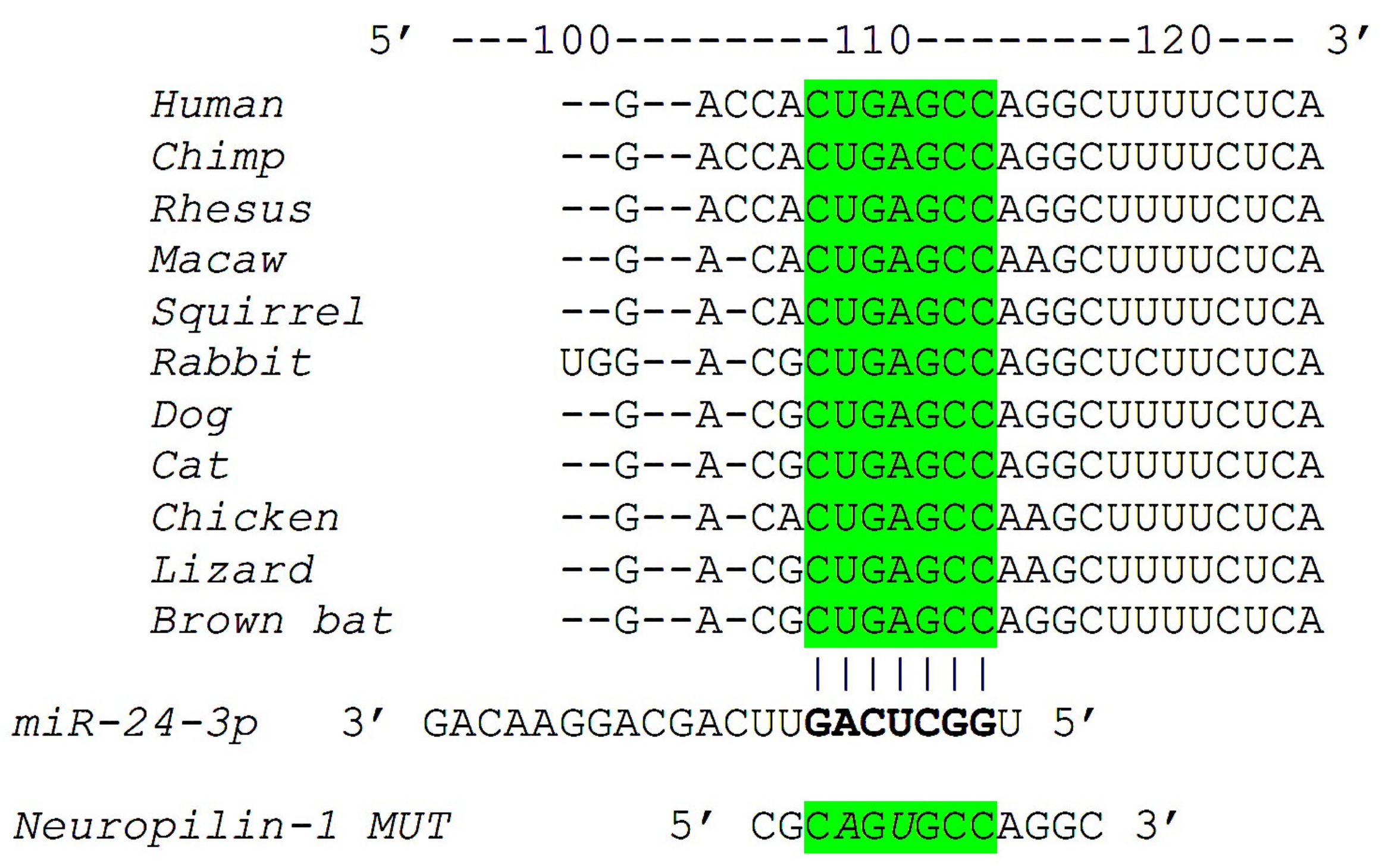 Ncrna Free Full Text Mir 24 Targets The Transmembrane Glycoprotein Neuropilin 1 In Human Brain Microvascular Endothelial Cells Html