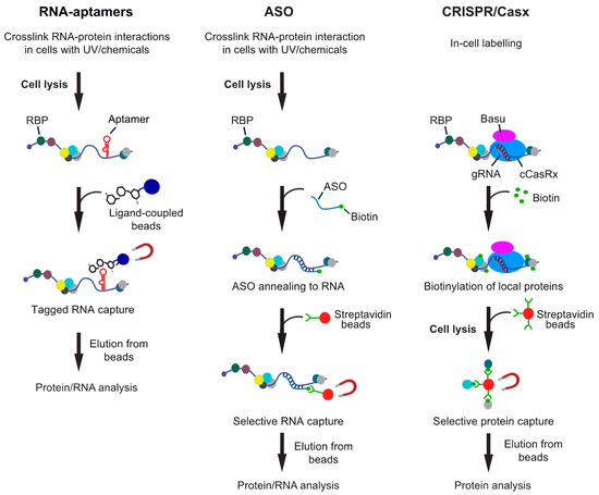 RNA-Centric Approaches to Profile the RNA–Protein Interaction Landscape ...