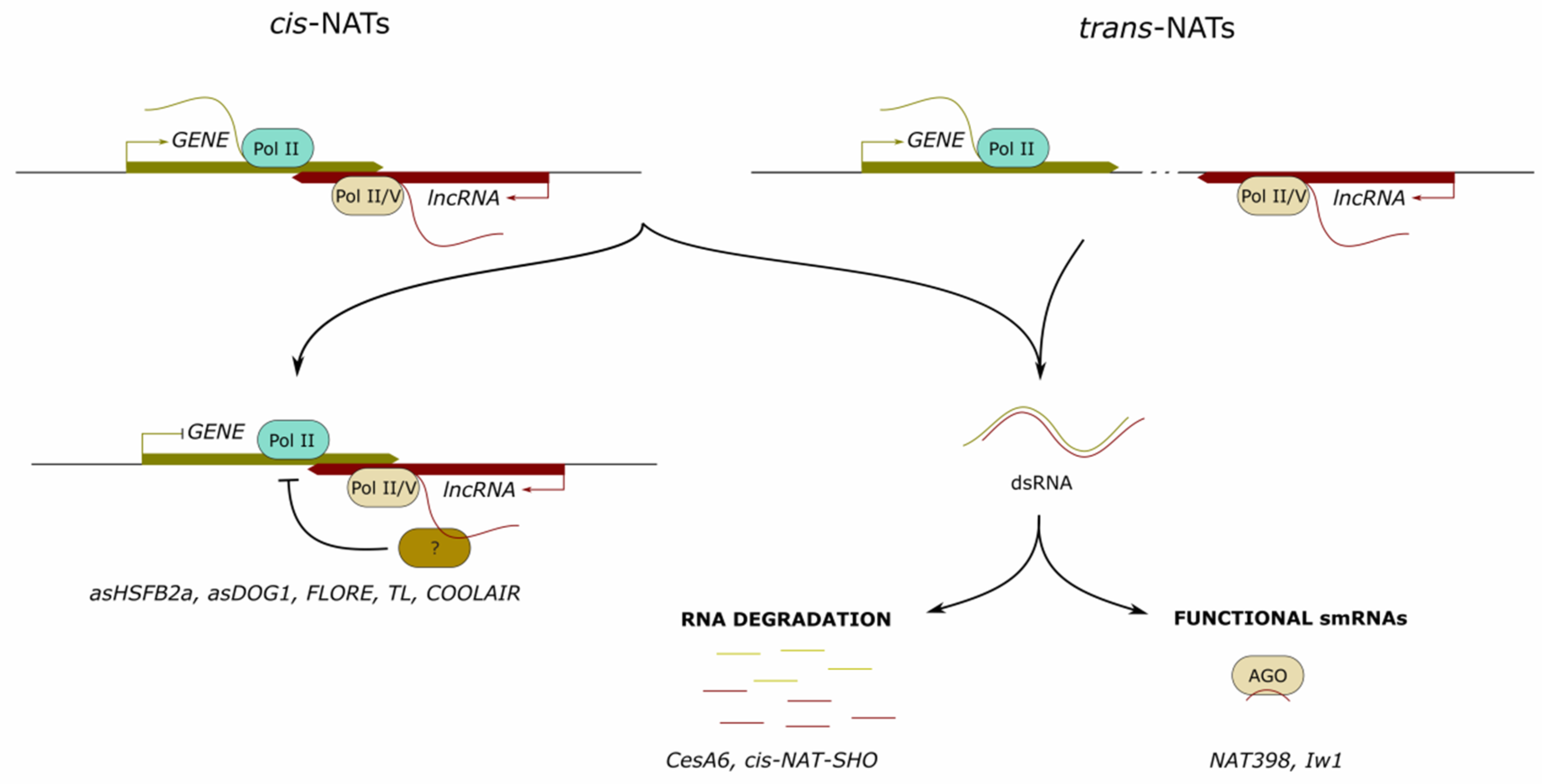Ncrna 07 00012 g001 Ncrna 07 00012 g001