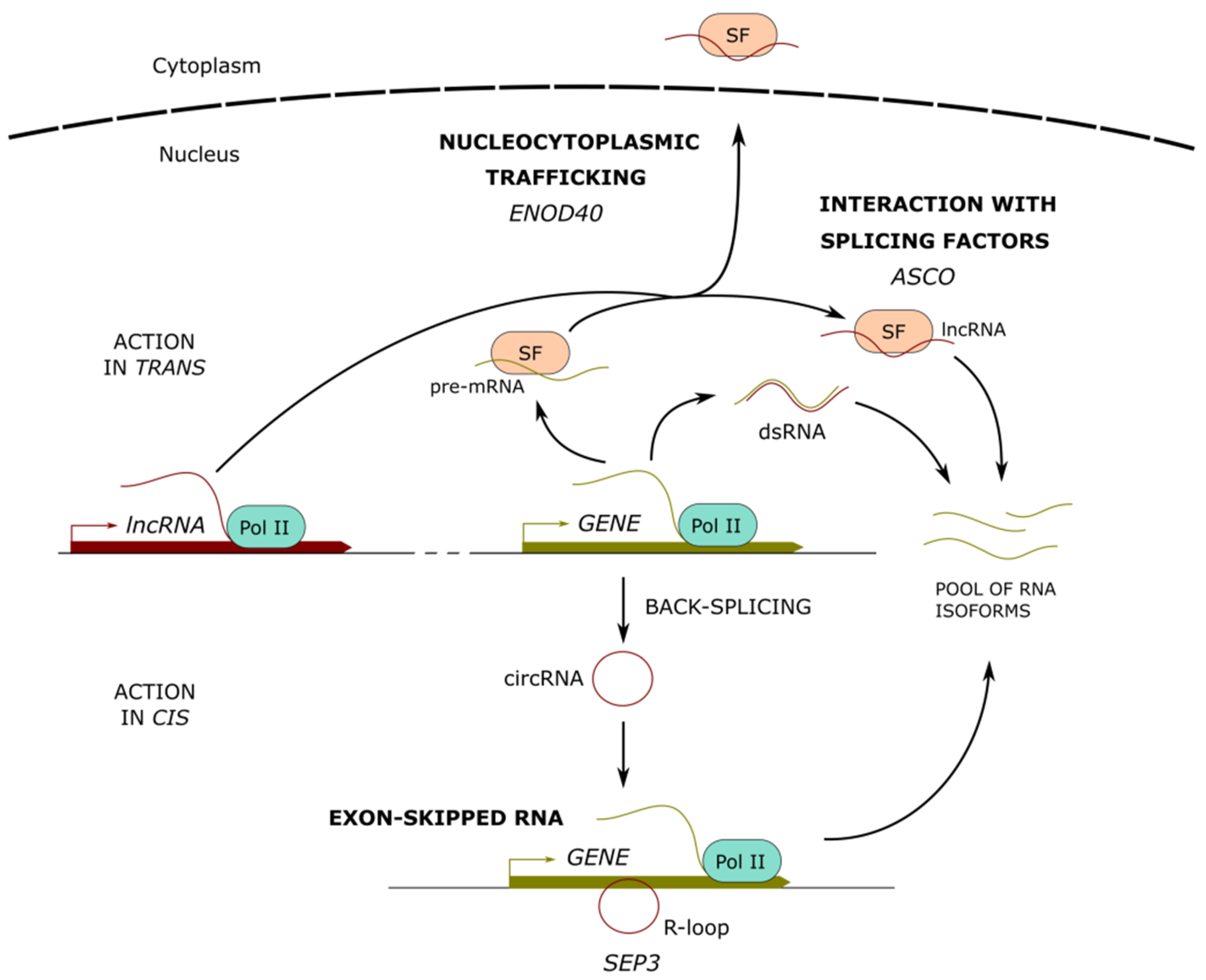 Ncrna 07 00012 g002 Ncrna 07 00012 g002