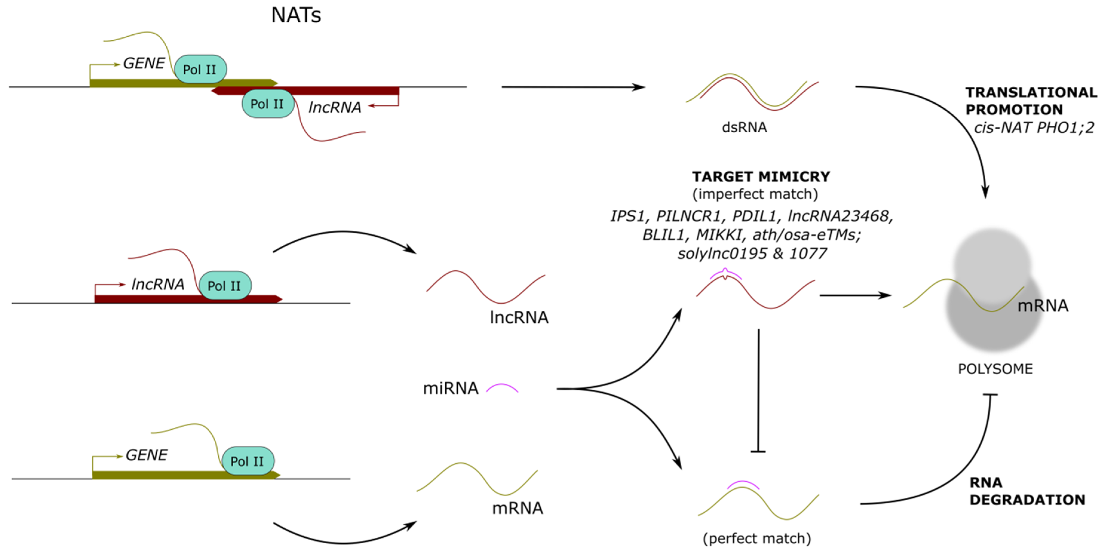 Ncrna 07 00012 g003 Ncrna 07 00012 g003
