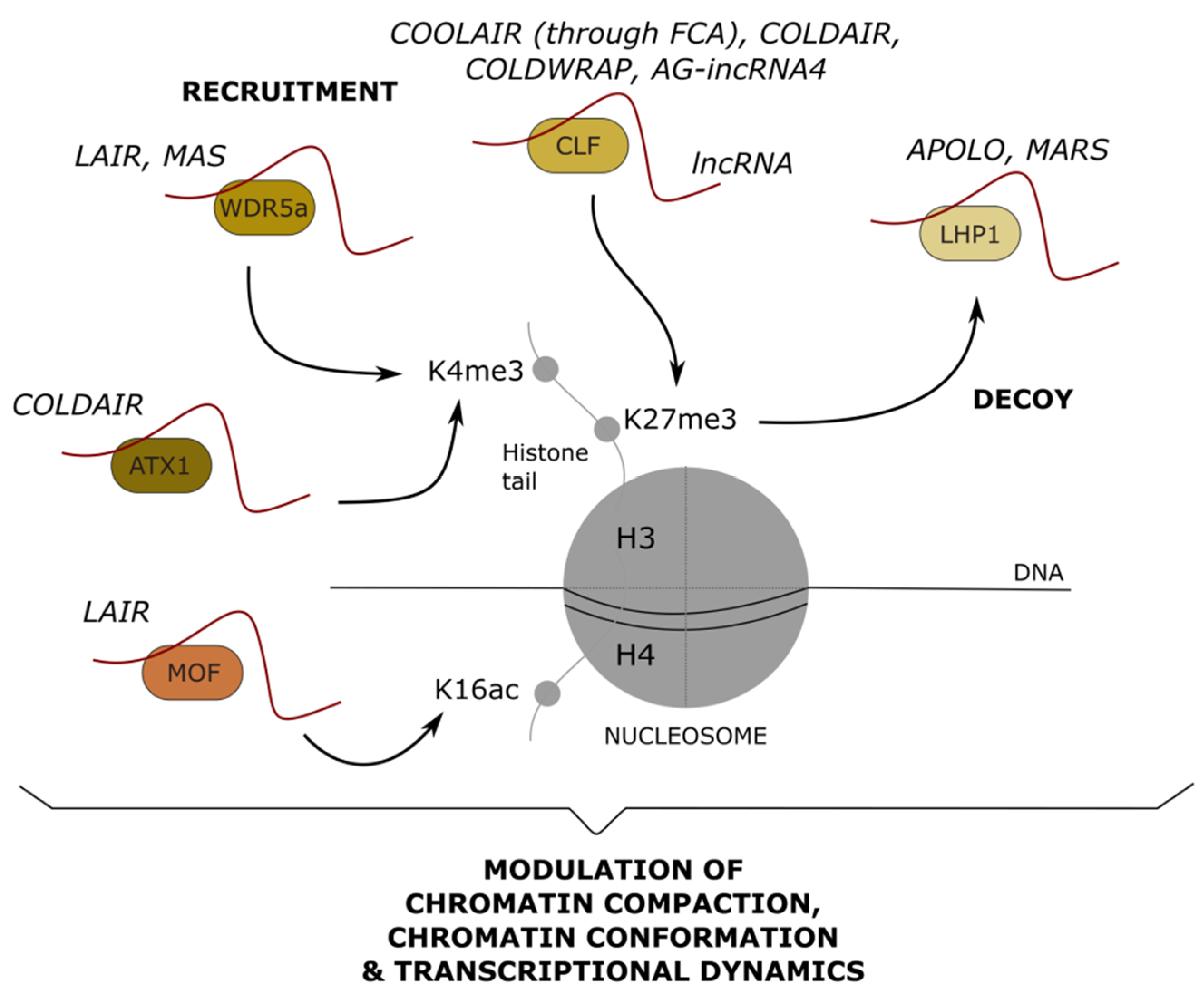 Ncrna 07 00012 g004 Ncrna 07 00012 g004