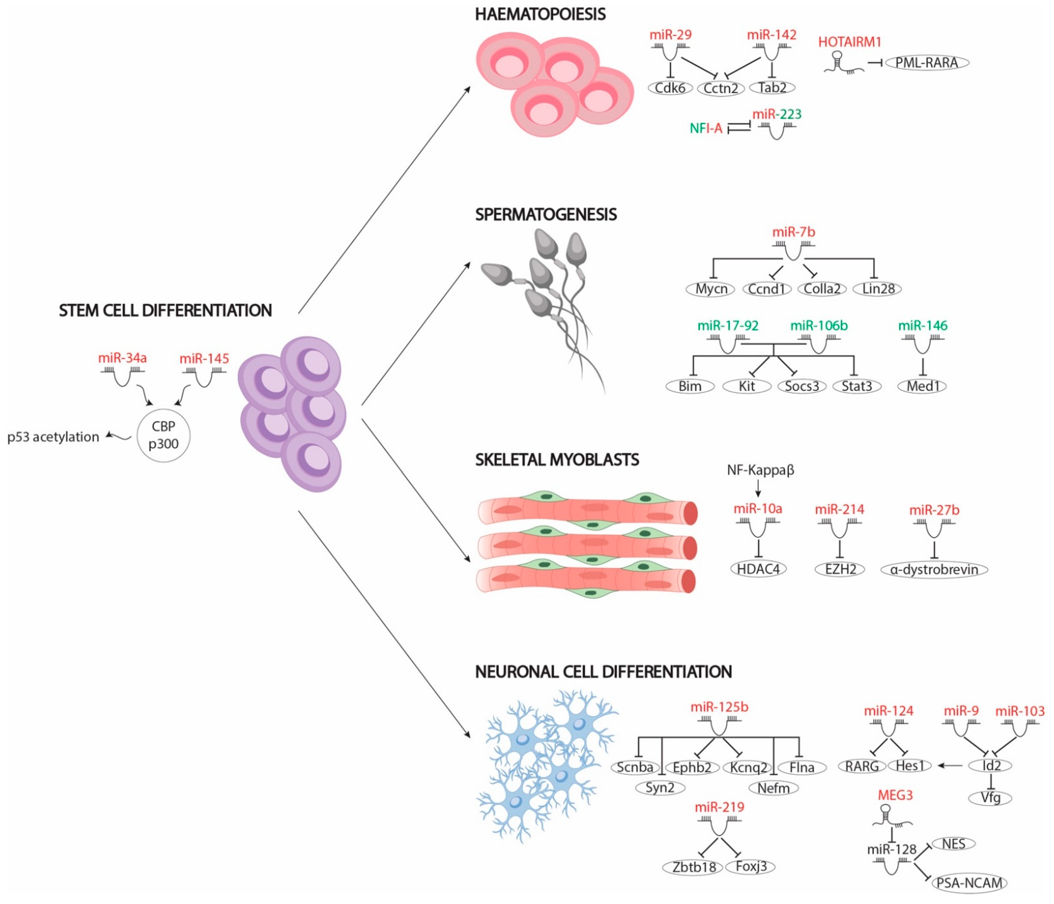 Ncrna 07 00013 g002 Ncrna 07 00013 g002