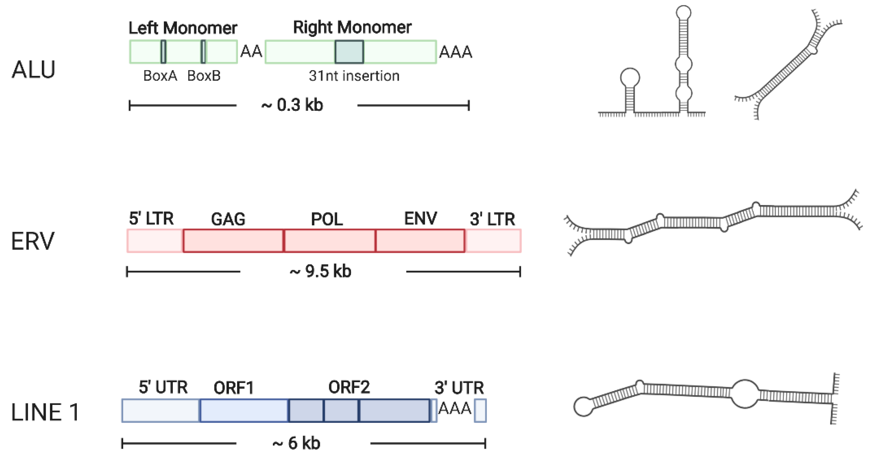 Ncrna Free Full Text Endogenous Double Stranded Rna