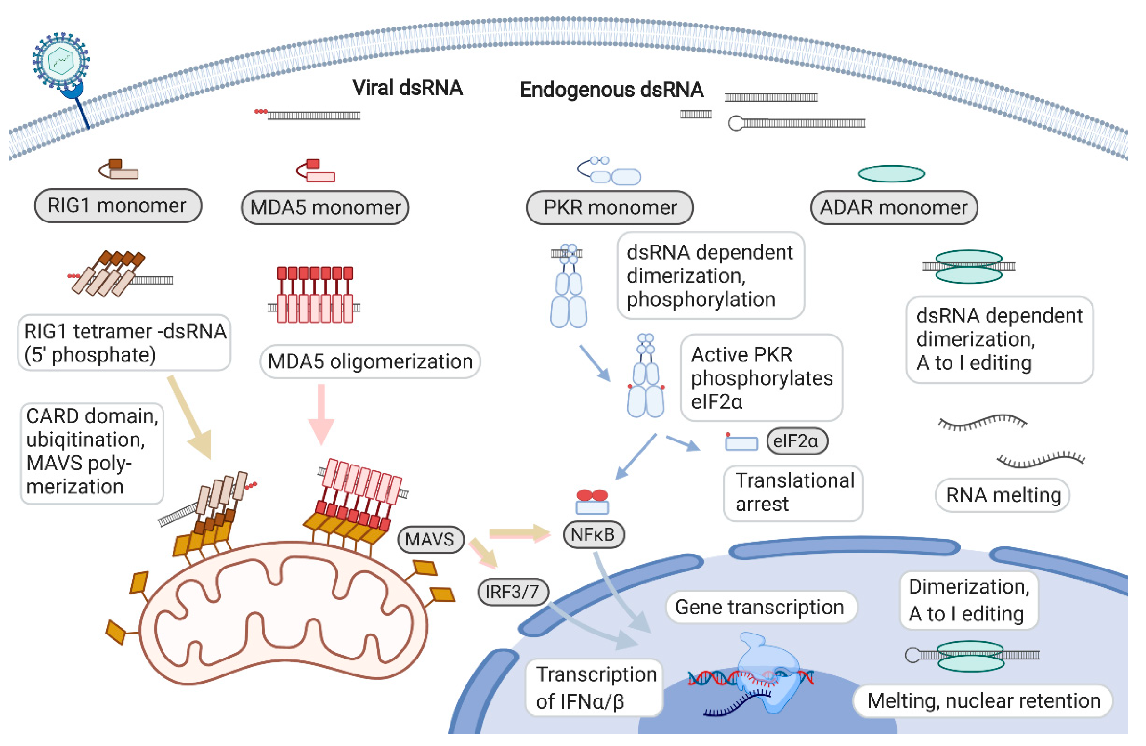 Ncrna Free Full Text Endogenous Double Stranded Rna