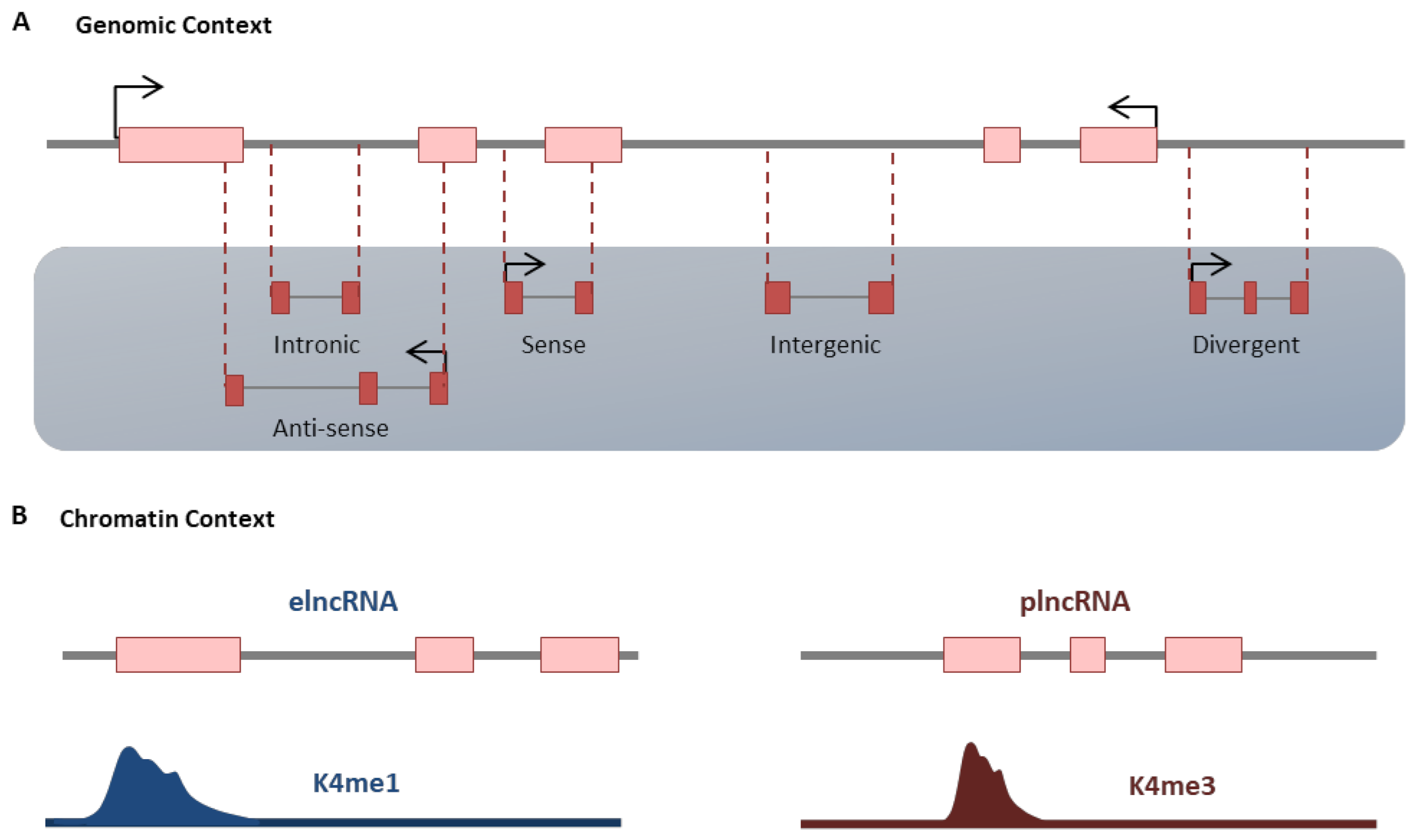 Ncrna 07 00020 g002 Ncrna 07 00020 g002