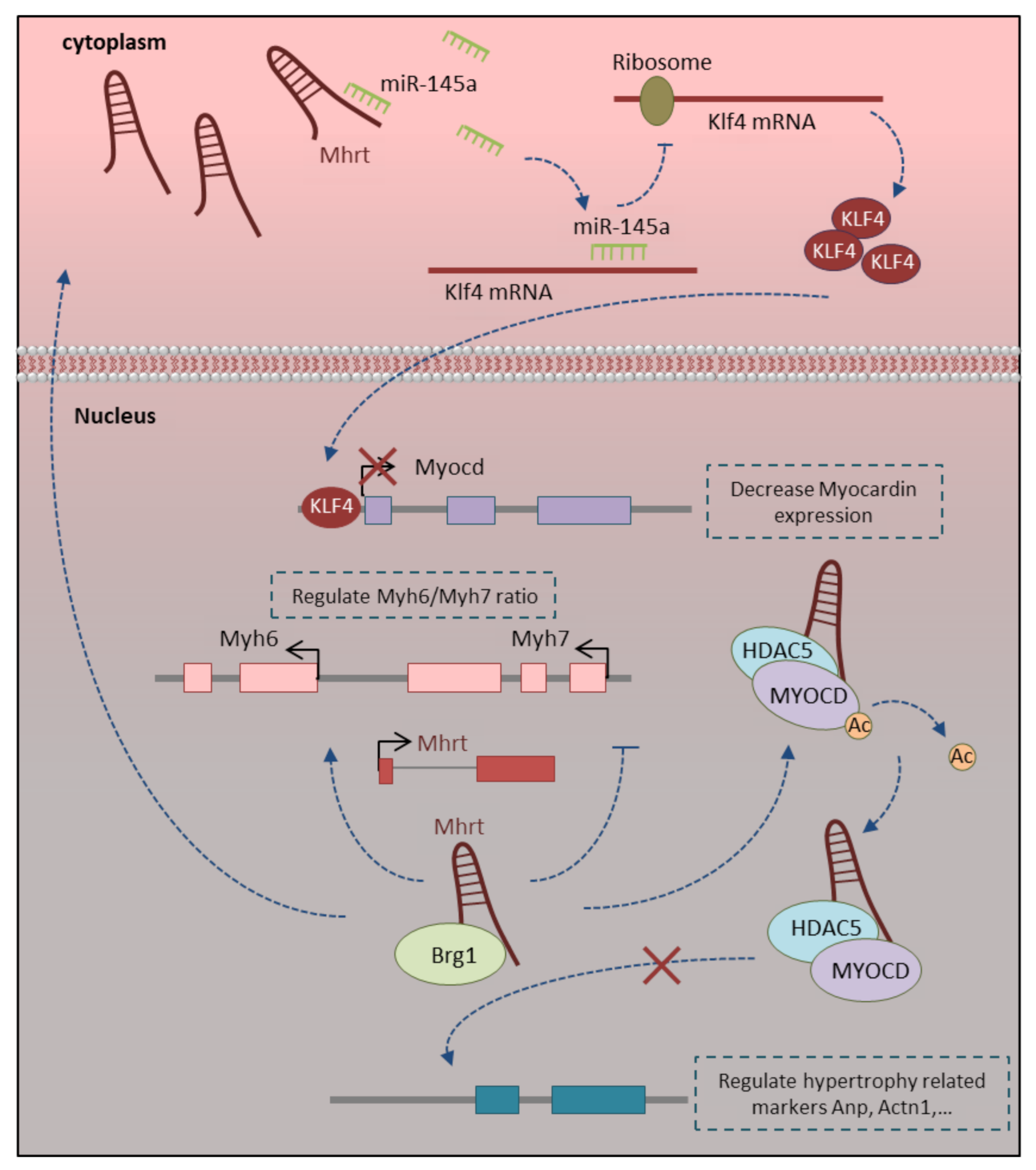 Ncrna 07 00020 g003 Ncrna 07 00020 g003