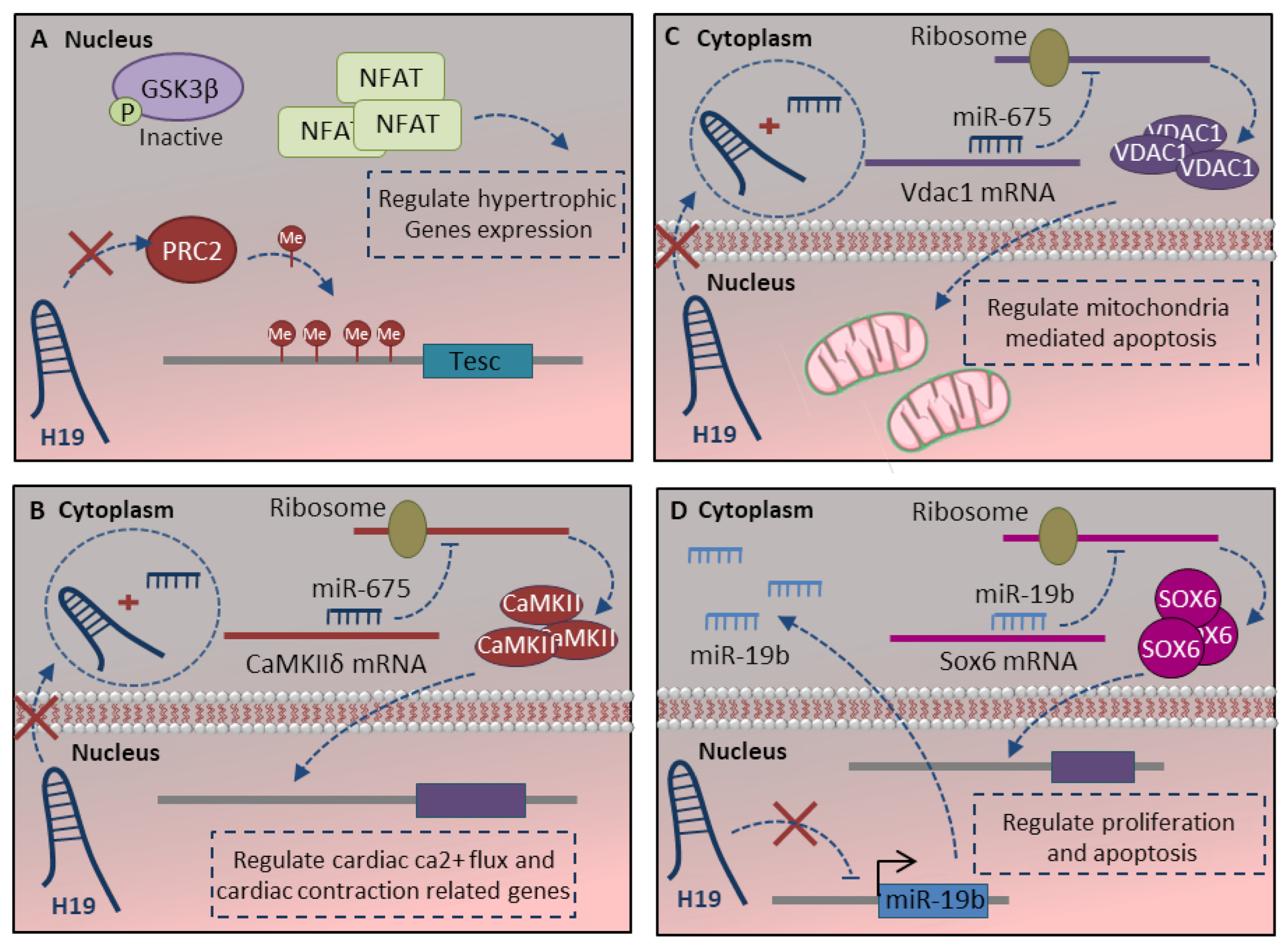 Ncrna 07 00020 g004 Ncrna 07 00020 g004