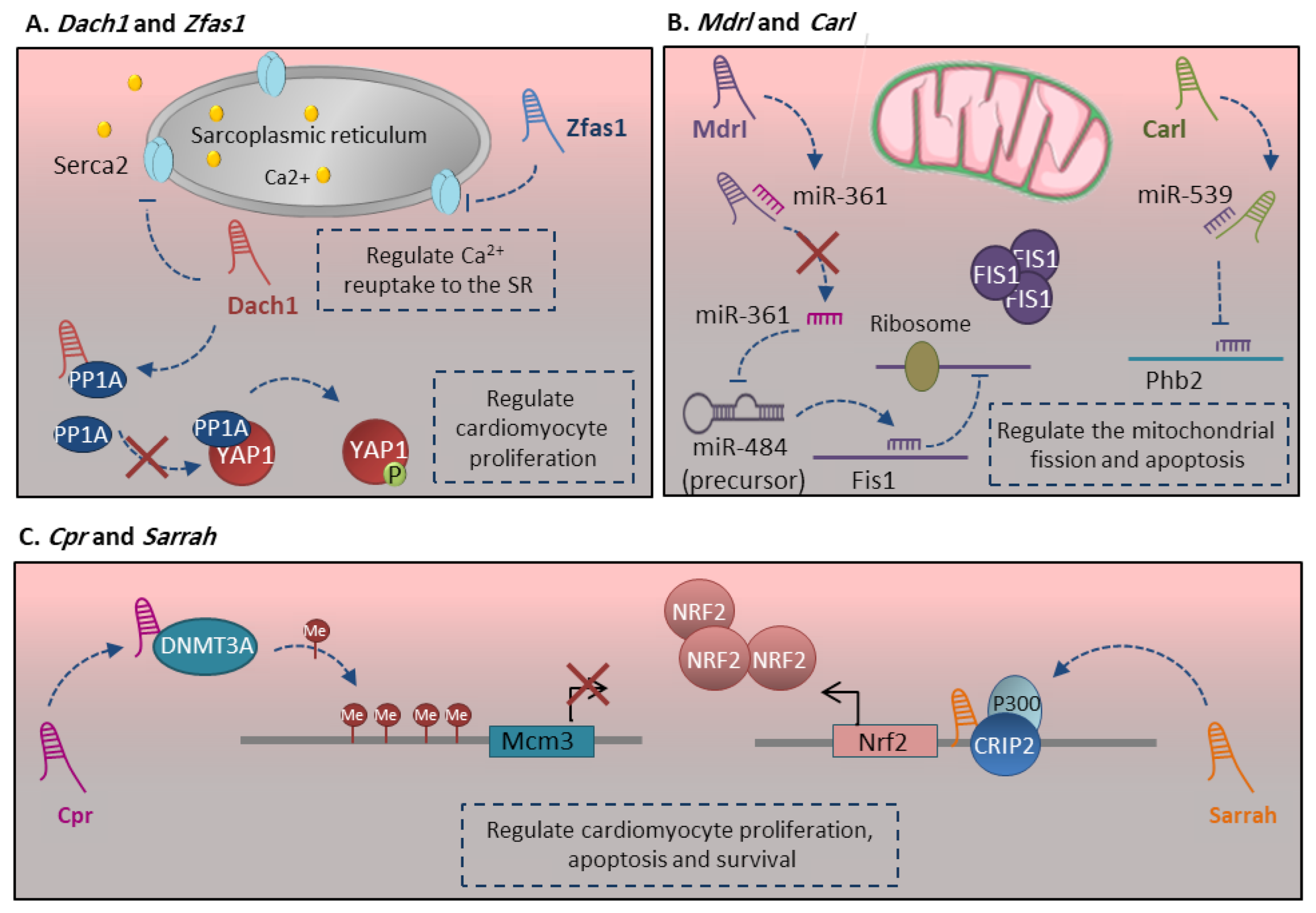 Ncrna 07 00020 g005 Ncrna 07 00020 g005
