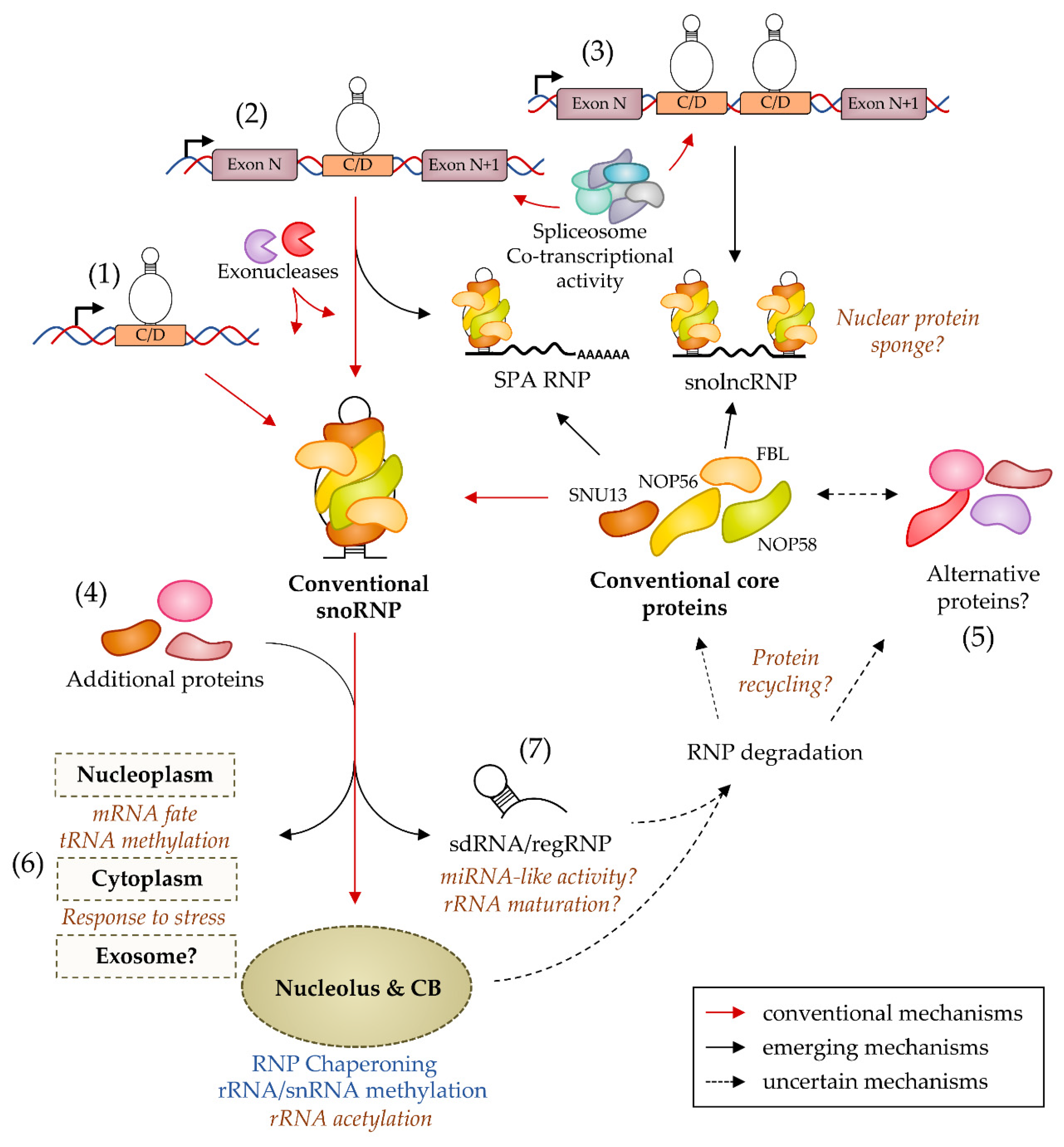 snorna biogenesis anti aging)