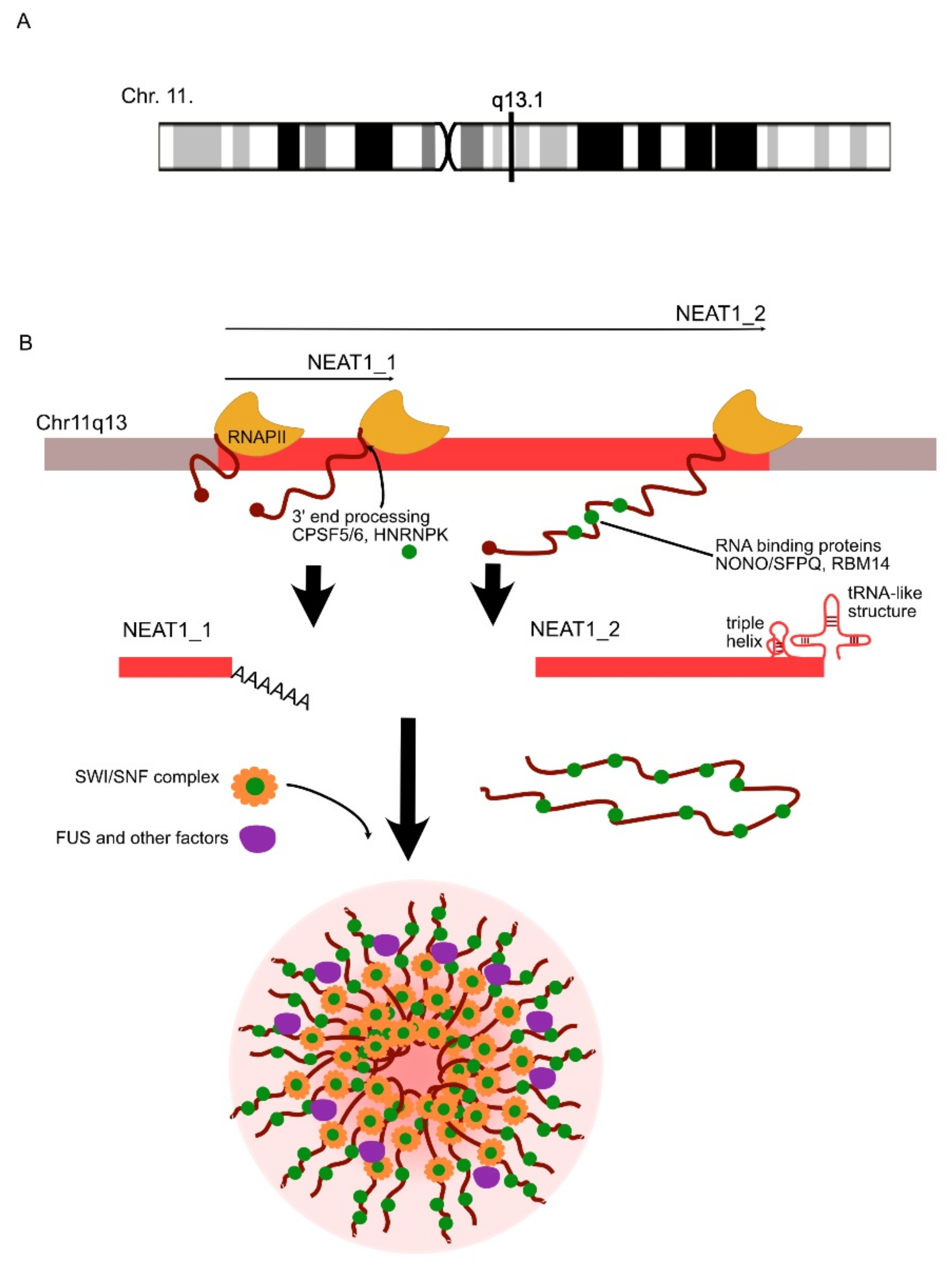 Ncrna 07 00036 g005 Ncrna 07 00036 g005