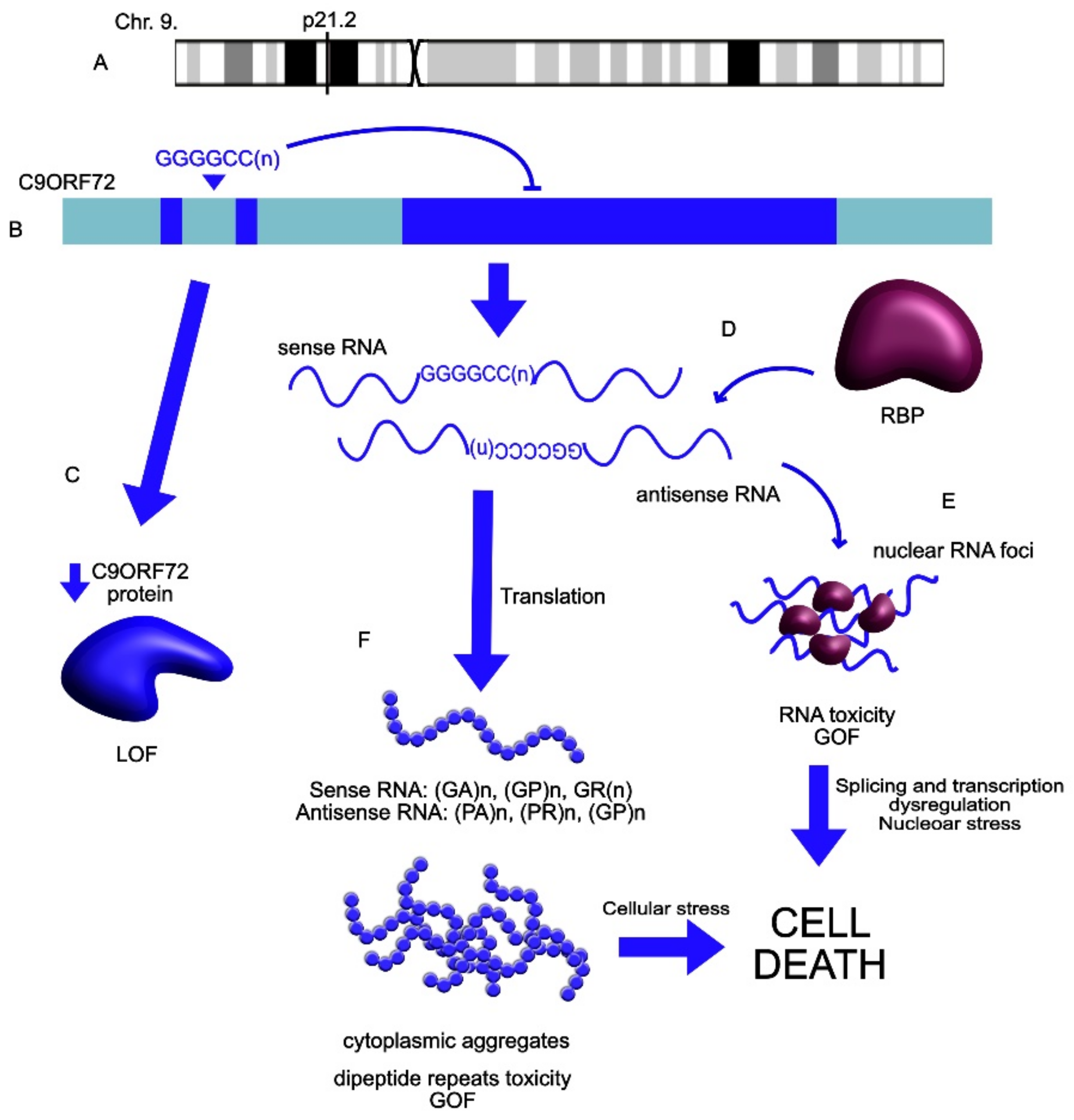 Ncrna 07 00036 g006 Ncrna 07 00036 g006