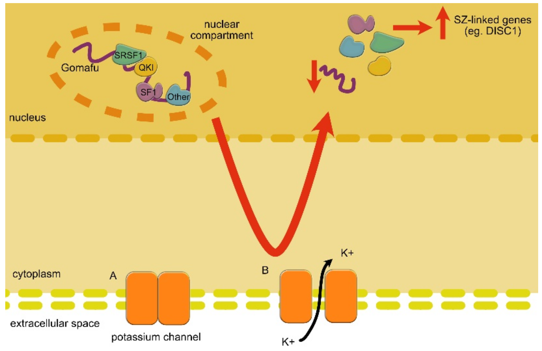 Ncrna 07 00036 g007 Ncrna 07 00036 g007