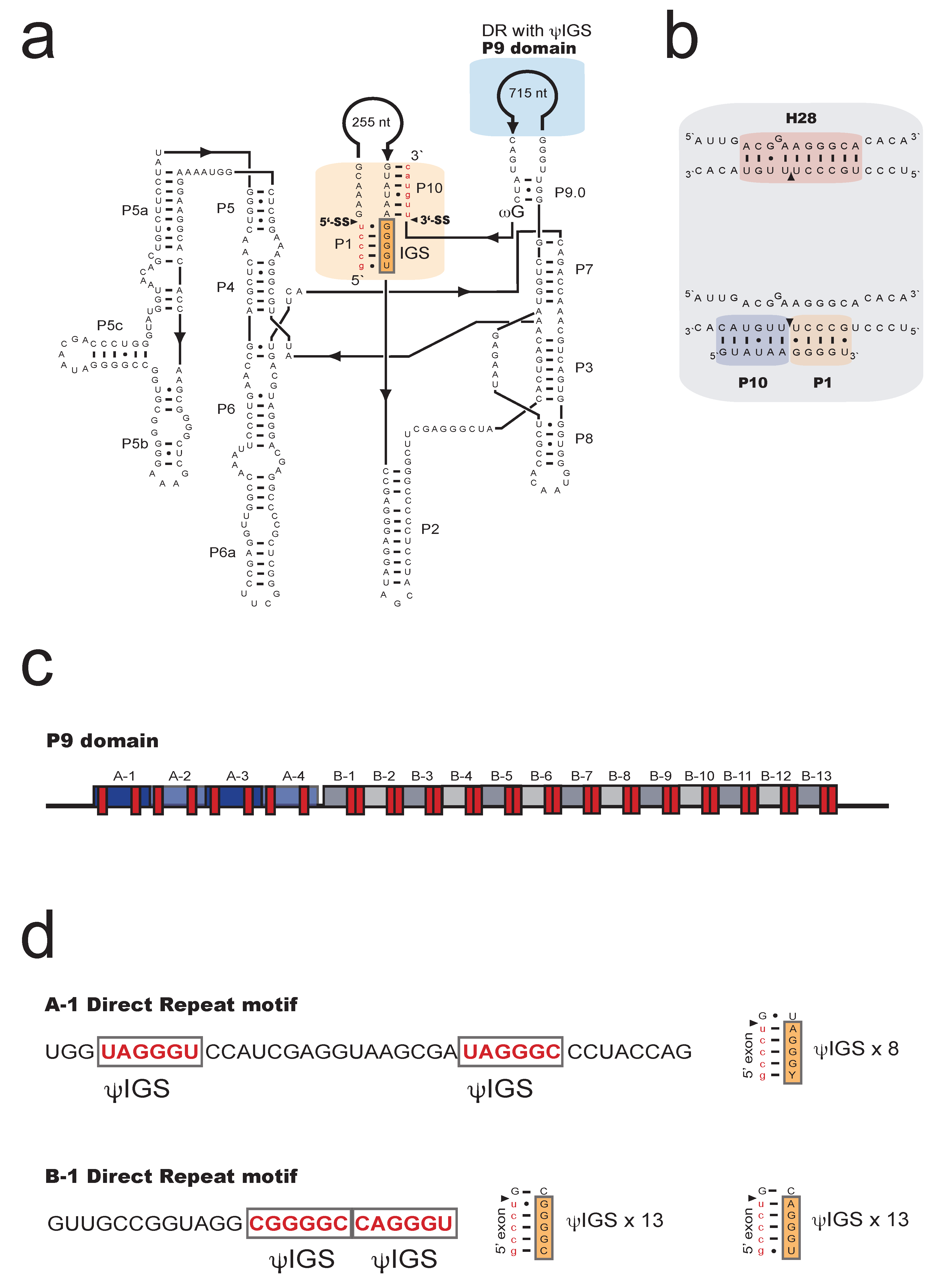 Ncrna 07 00043 g002 Ncrna 07 00043 g002