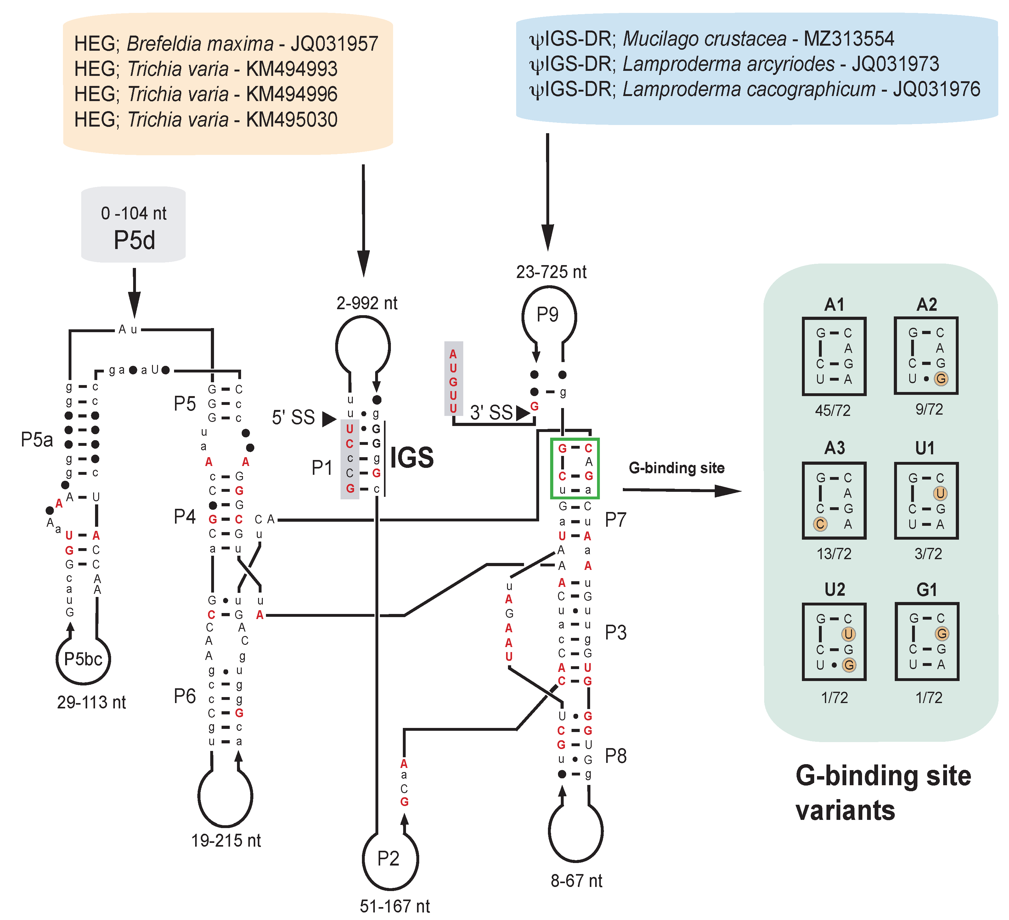 Ncrna 07 00043 g003 Ncrna 07 00043 g003