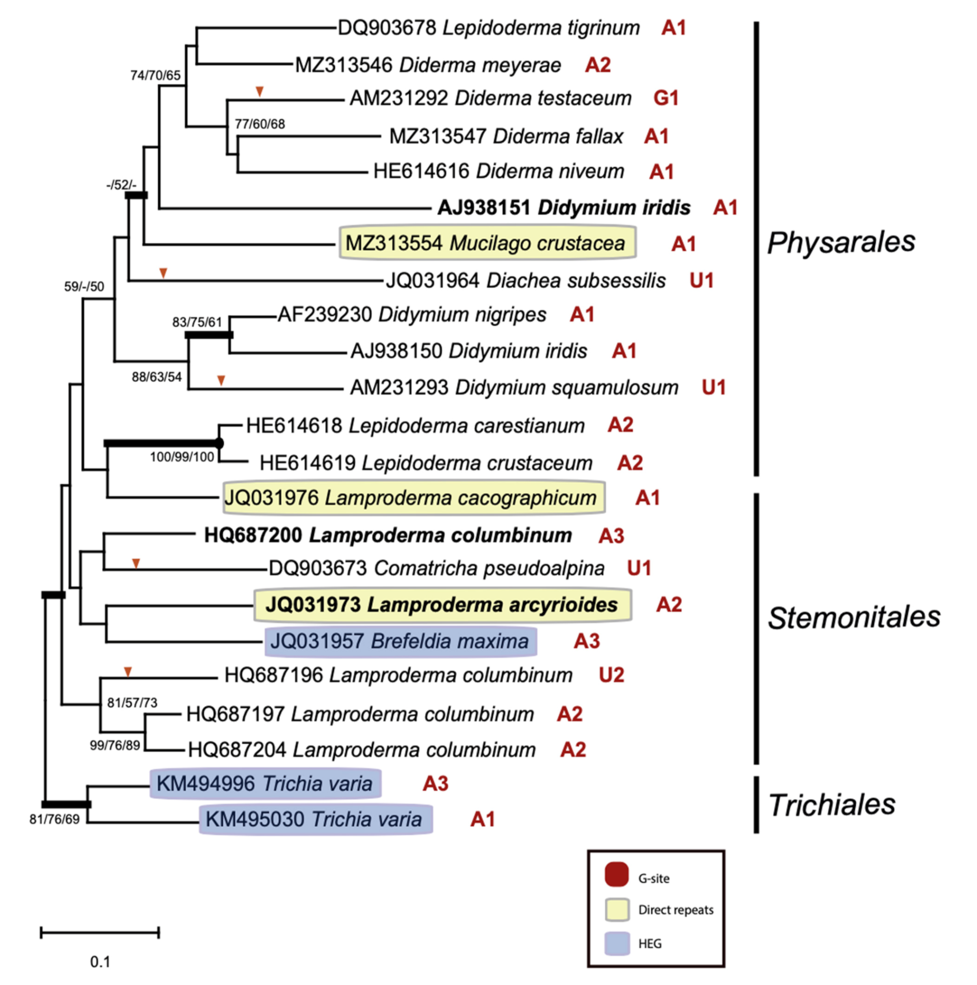 Ncrna 07 00043 g006 Ncrna 07 00043 g006