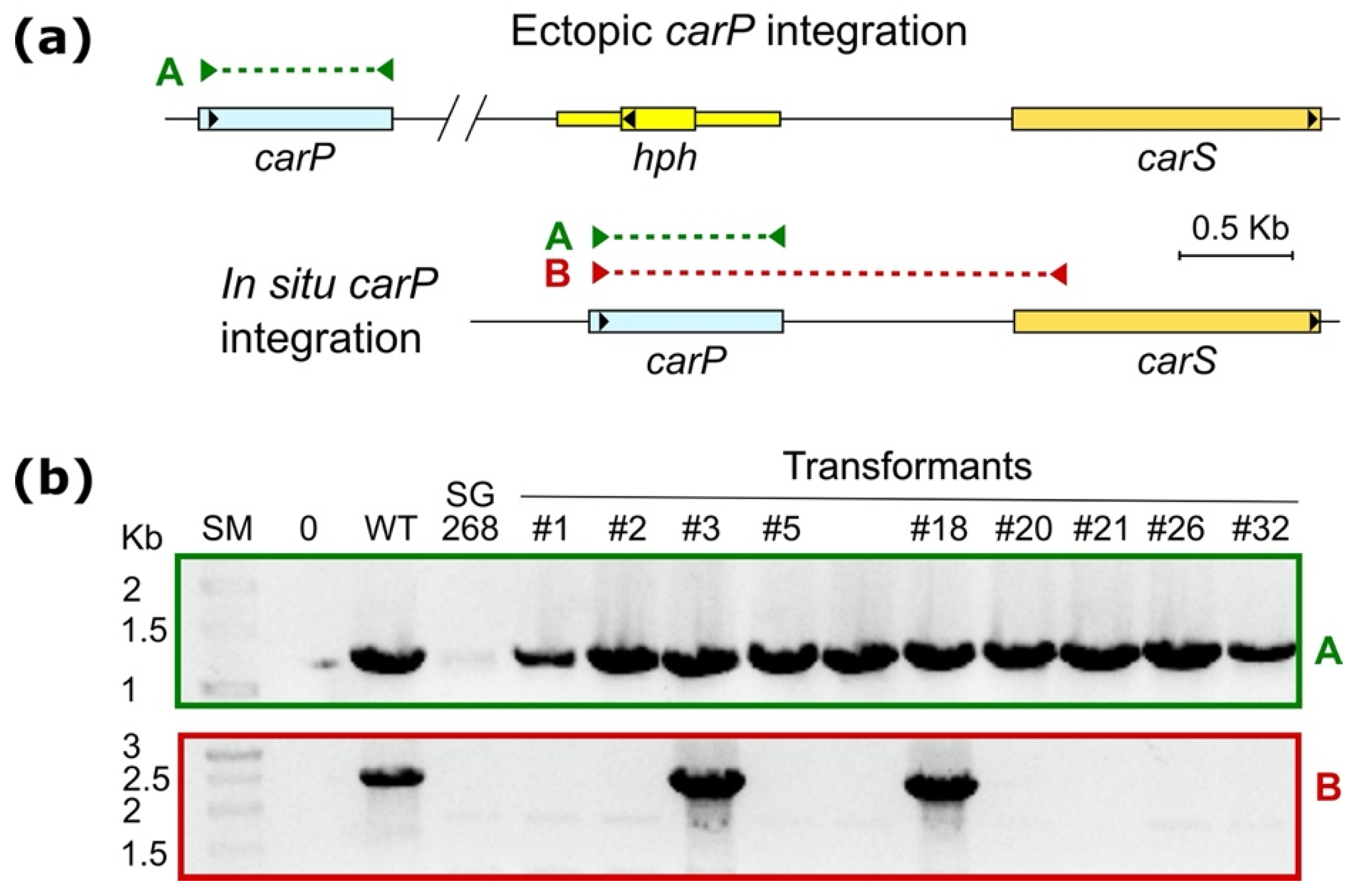 Ncrna 07 00046 g005 550