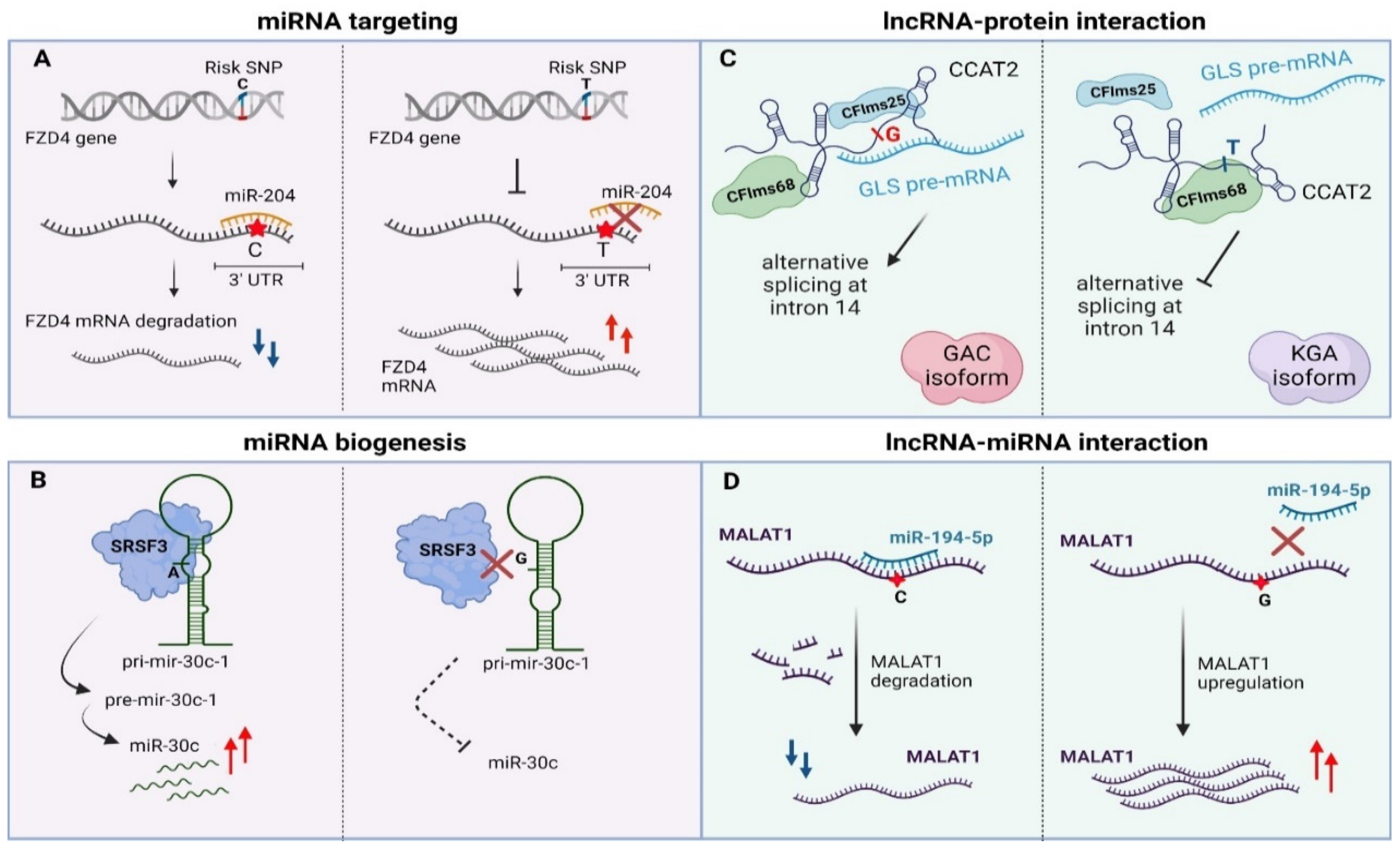 Ncrna 07 00047 g003