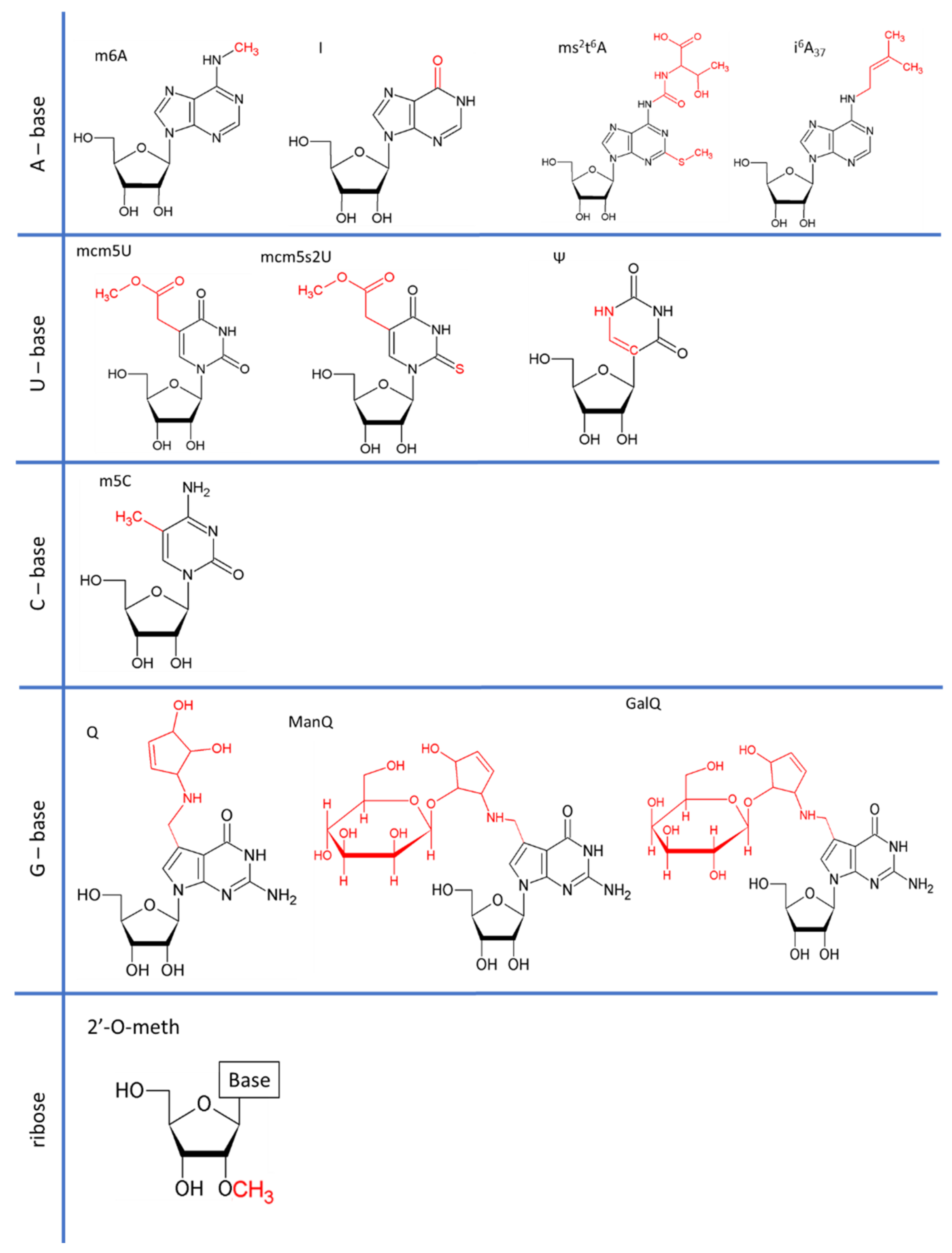 Ncrna 07 00051 g001 Ncrna 07 00051 g001