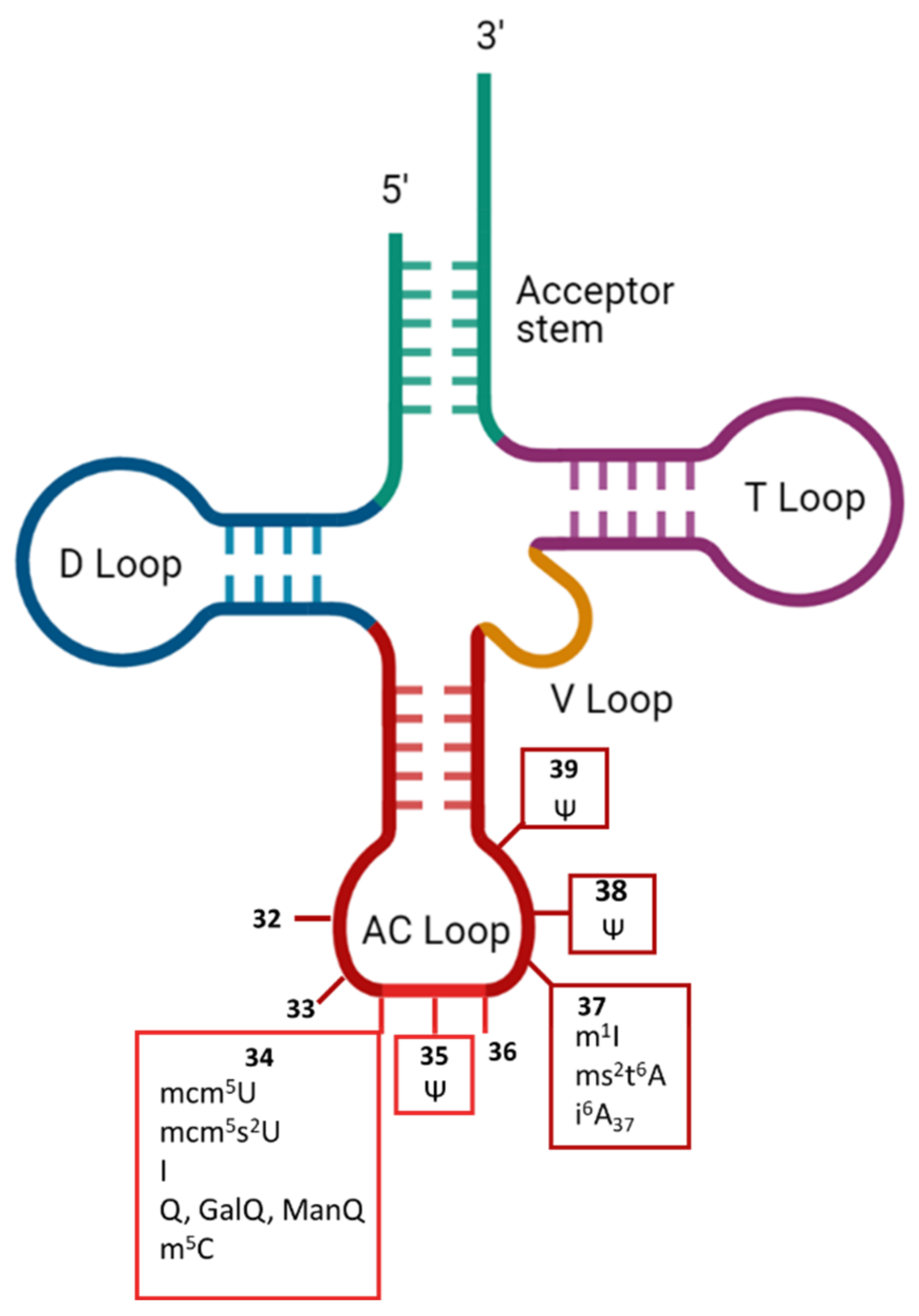 Ncrna 07 00051 g002 Ncrna 07 00051 g002