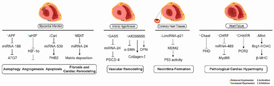 ncRNA | Free Full-Text | RNAs in Cardiovascular Diseases: Potential Function as Biomarkers and Therapeutic Targets of Training | HTML