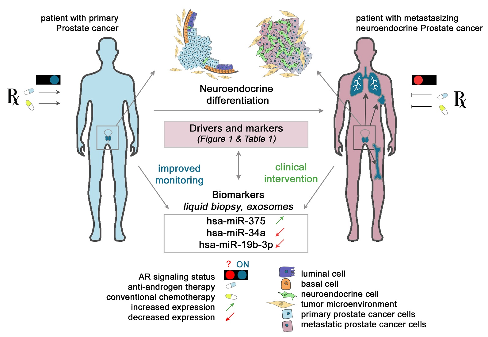 ncRNA Free FullText Regulation of Neuroendocrinelike