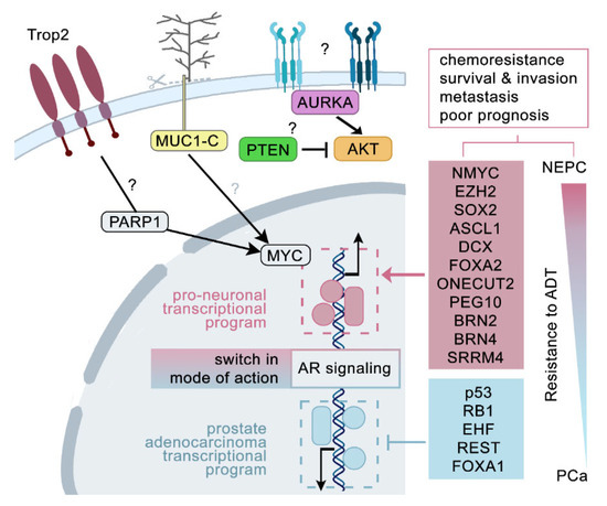 Regulation of Neuroendocrine-like Differentiation in