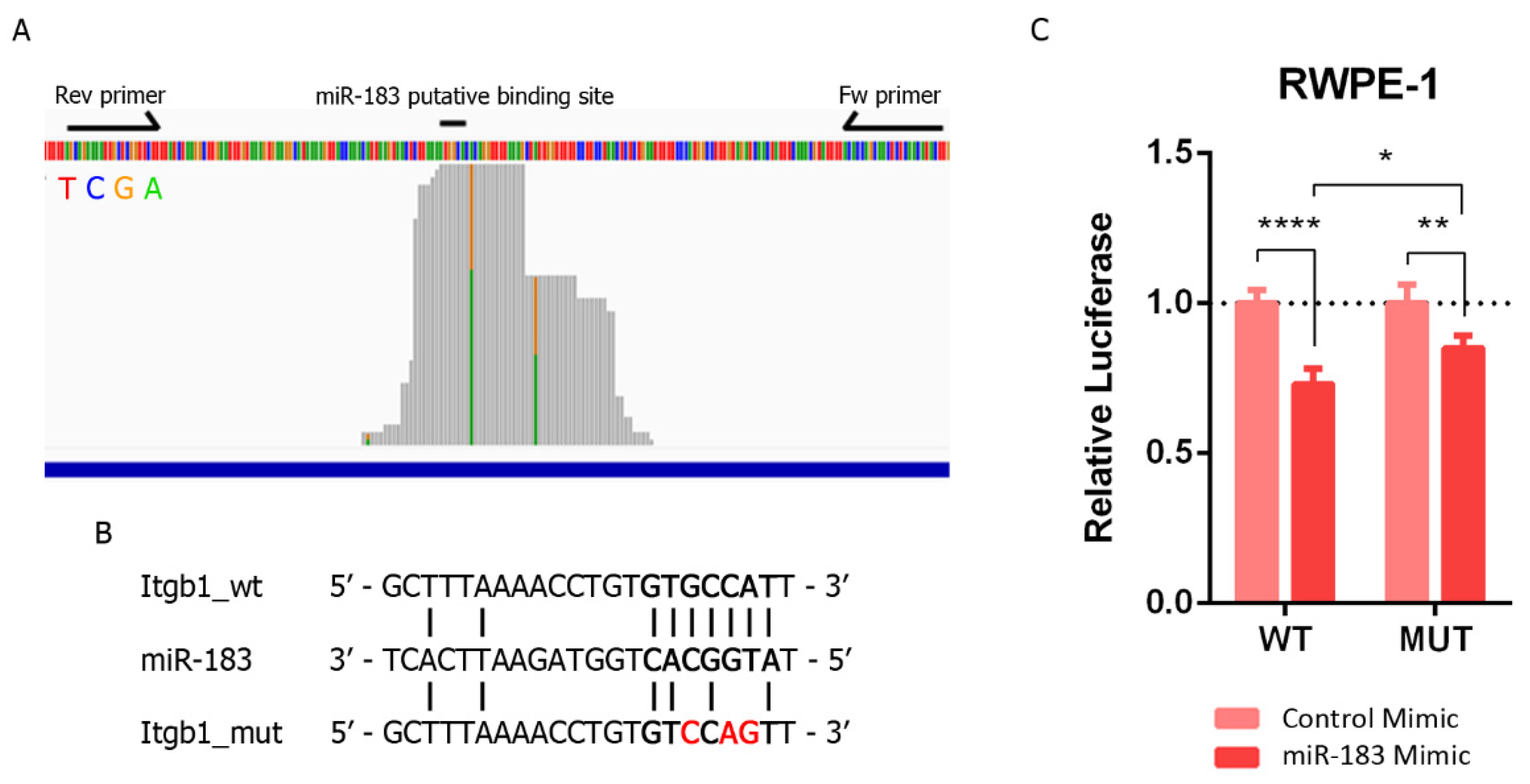 Hsa-miR-183-5p Modulates Cell Adhesion by Repression of