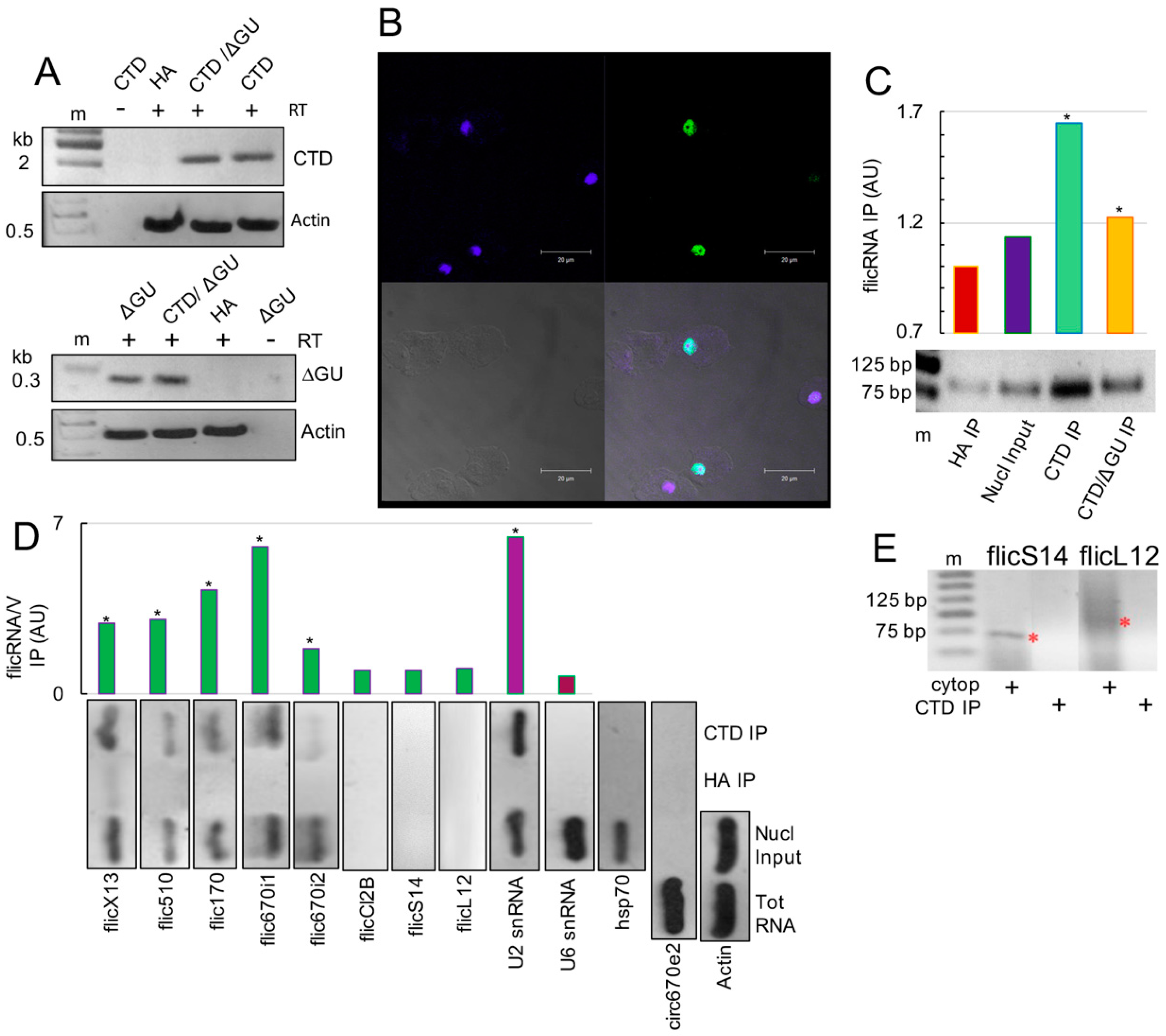 Ncrna 08 00012 g001 Ncrna 08 00012 g001