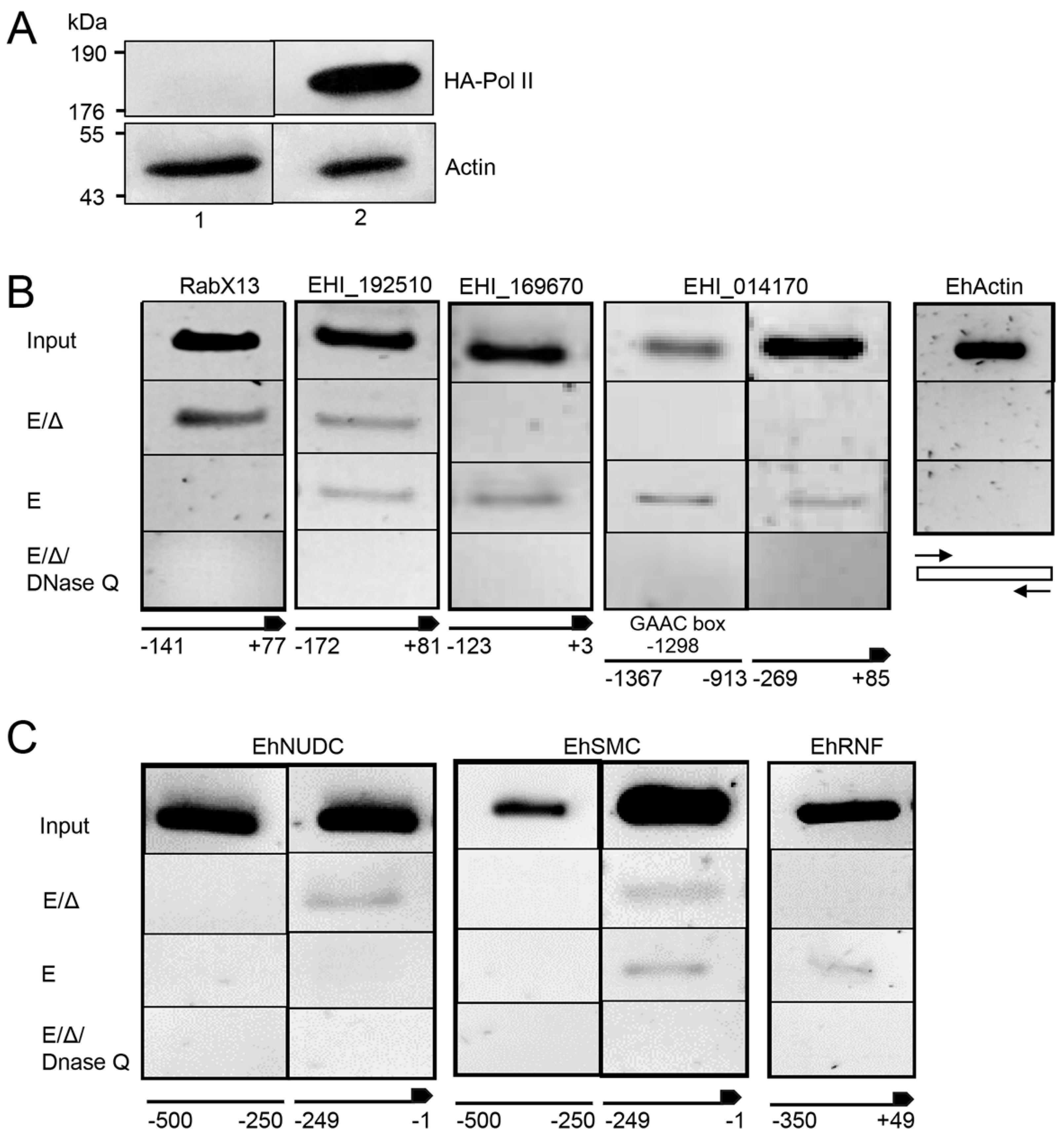 Ncrna 08 00012 g003 Ncrna 08 00012 g003