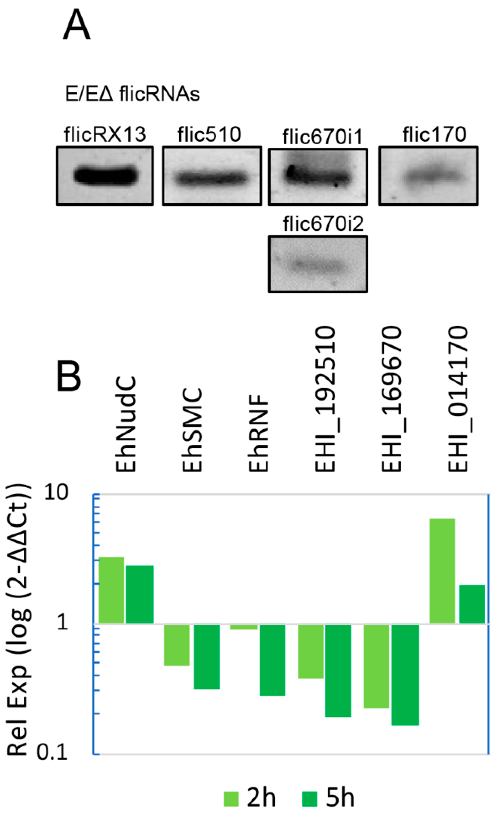 Ncrna 08 00012 g004 Ncrna 08 00012 g004