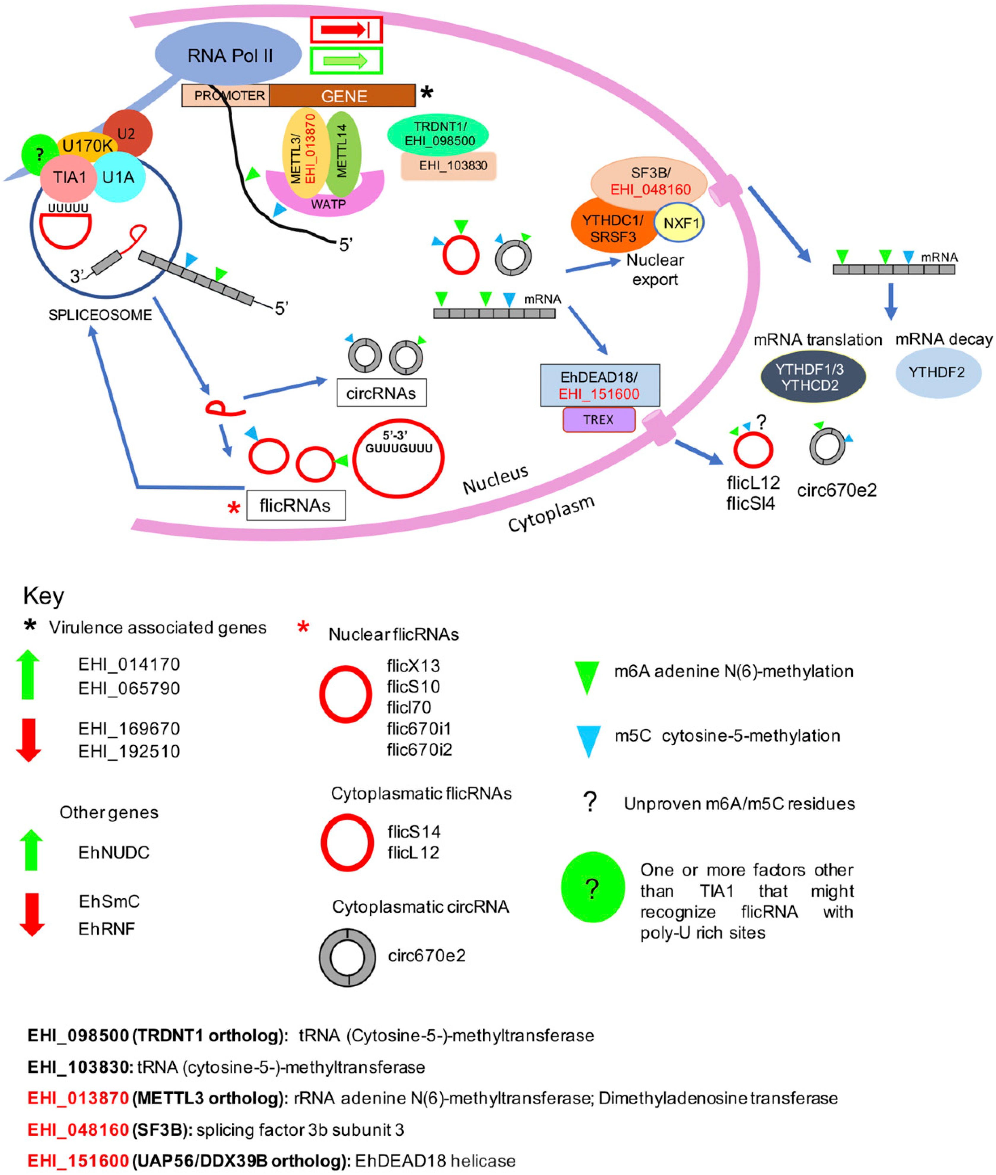 Ncrna 08 00012 g005 Ncrna 08 00012 g005