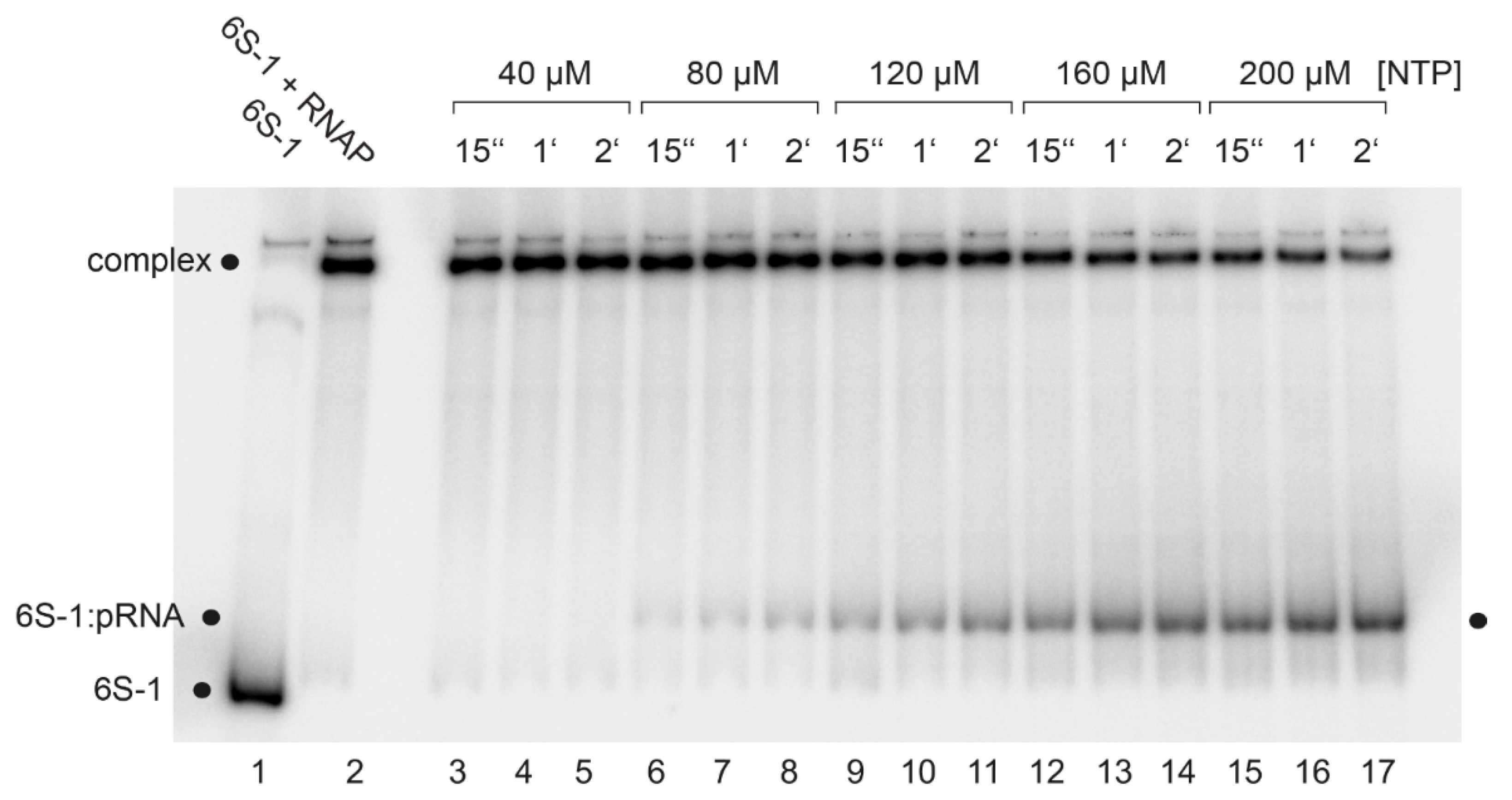 Ncrna 08 00020 g005 Ncrna 08 00020 g005