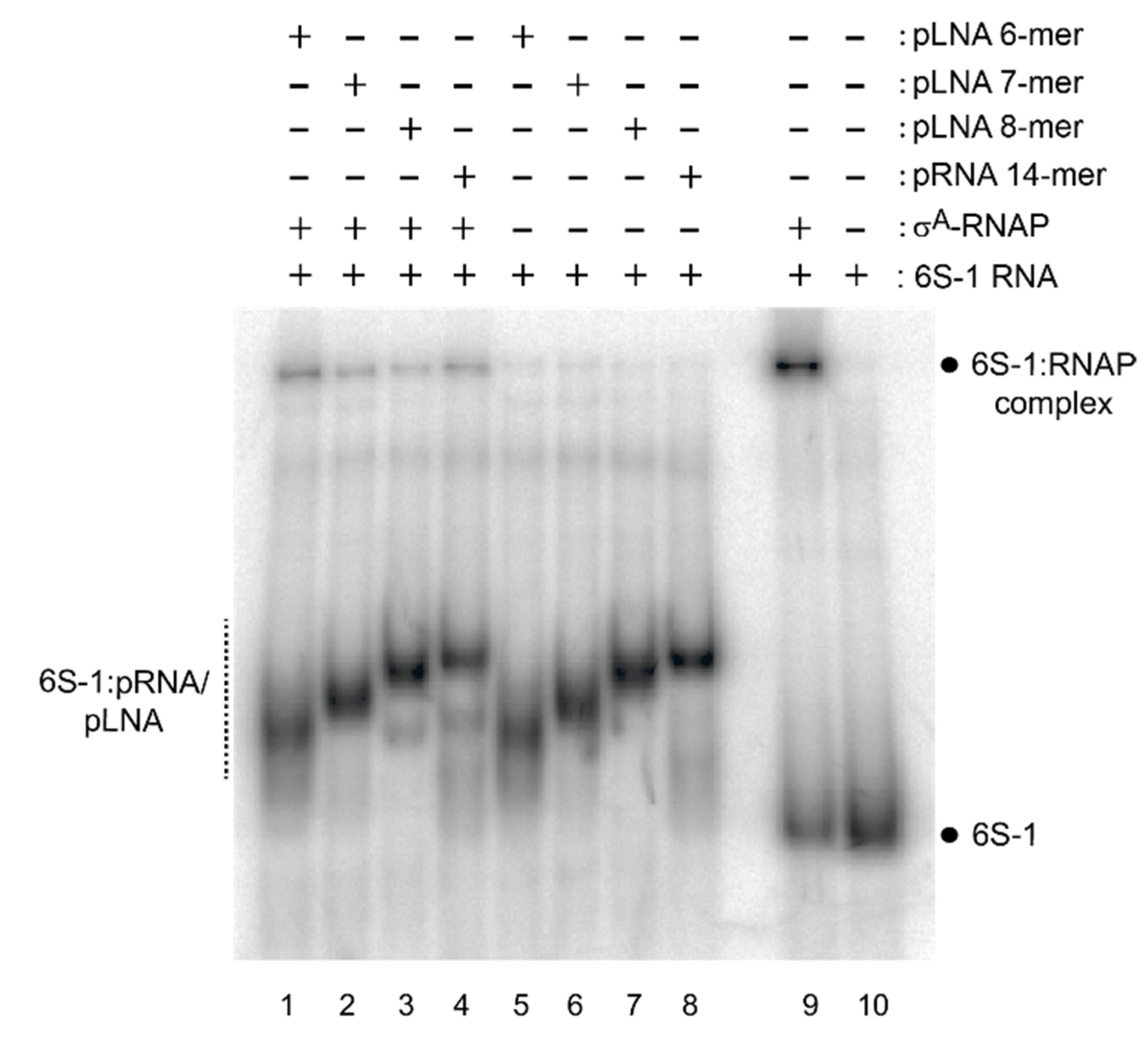 Ncrna 08 00020 g012 Ncrna 08 00020 g012
