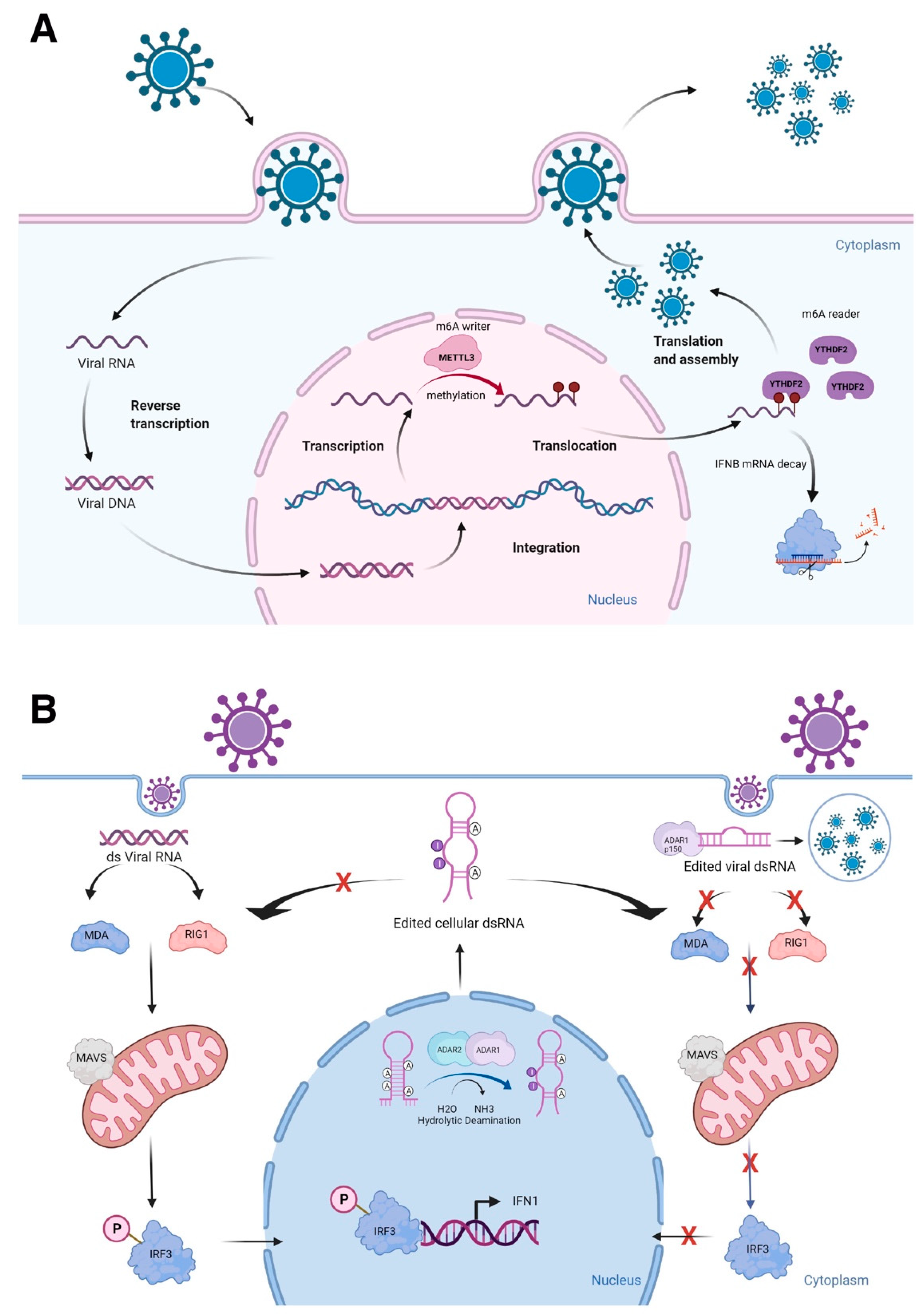 Ncrna 08 00023 g001 550