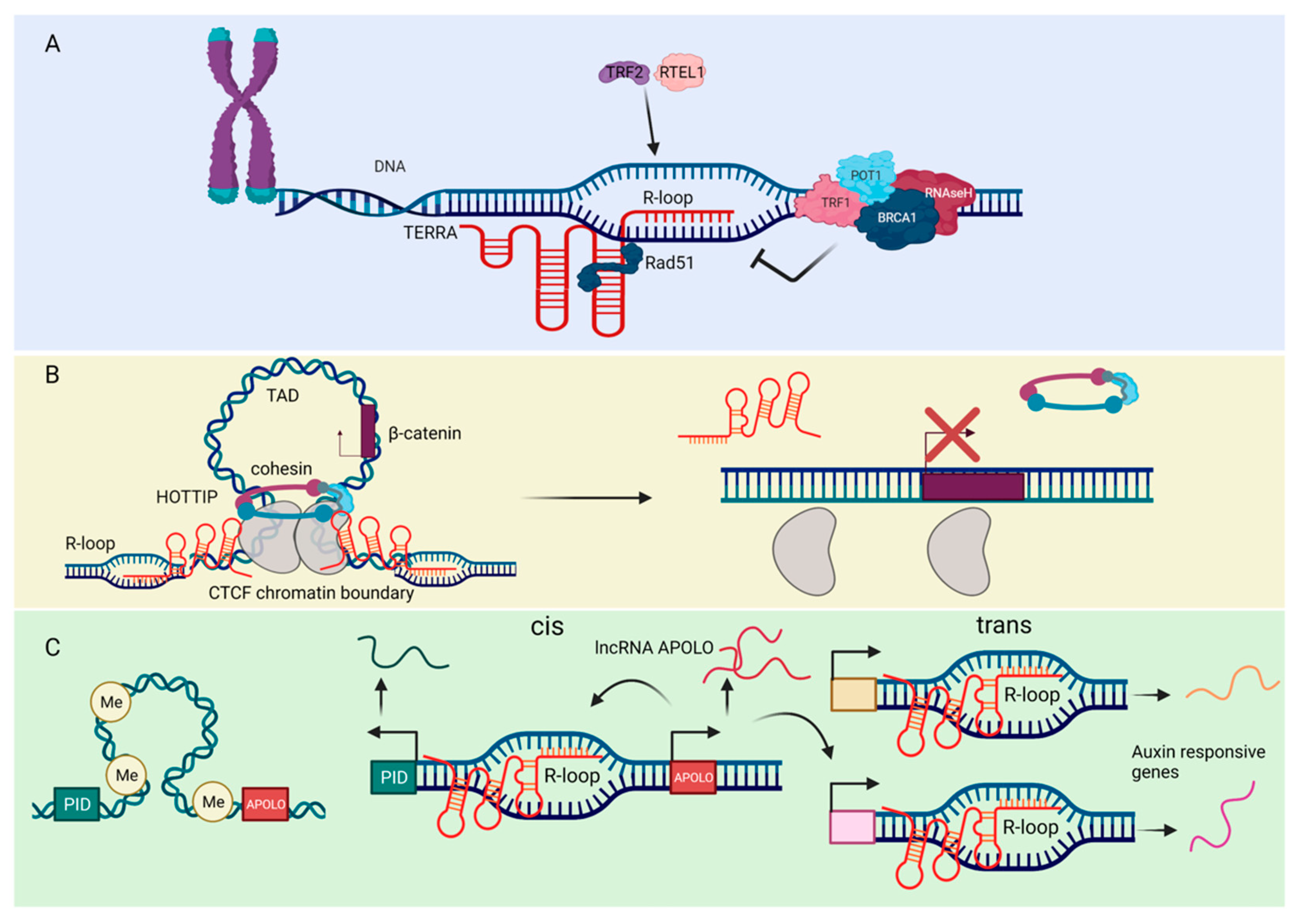 Ncrna 08 00023 g003 550