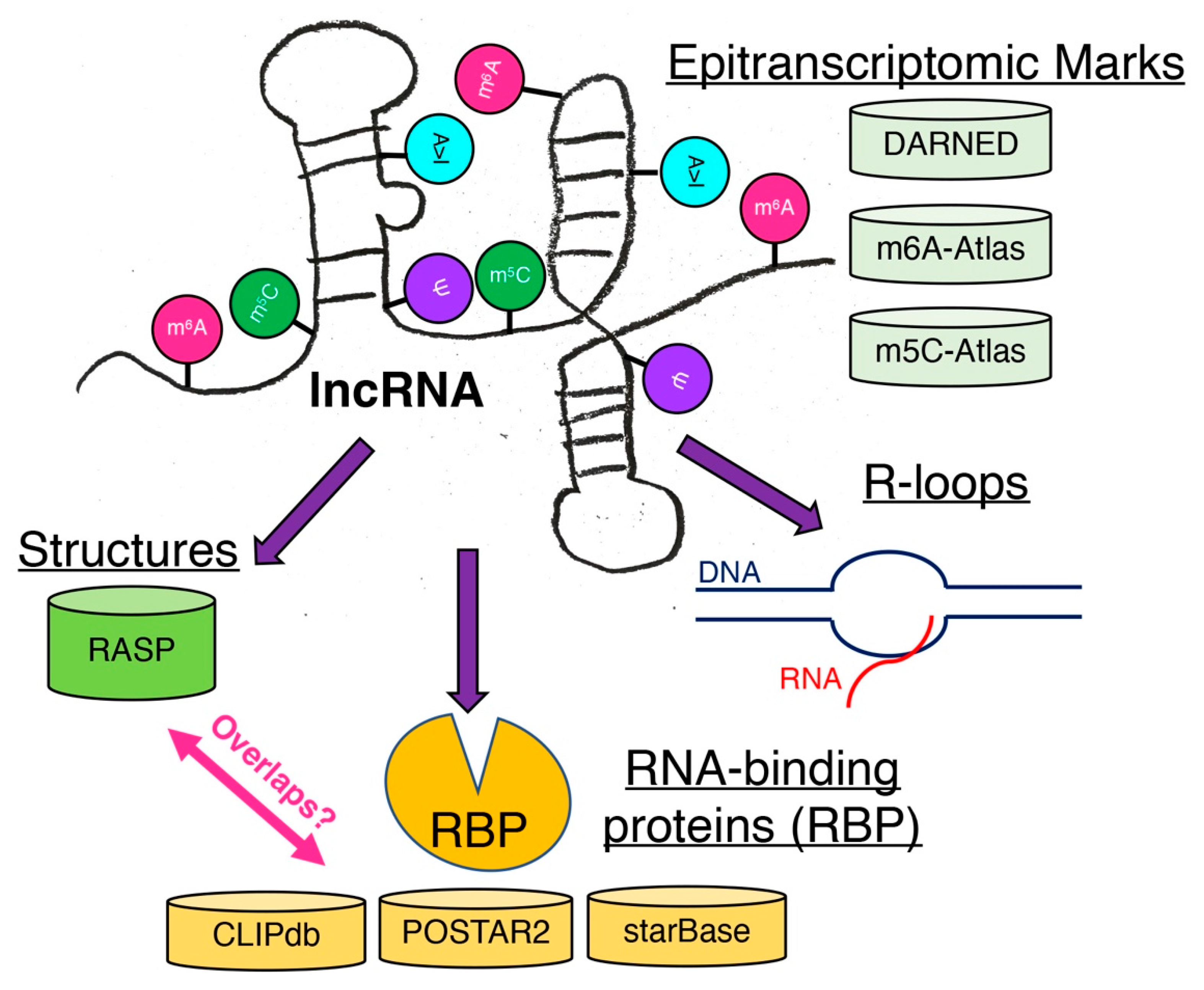 Ncrna 08 00023 g004 550