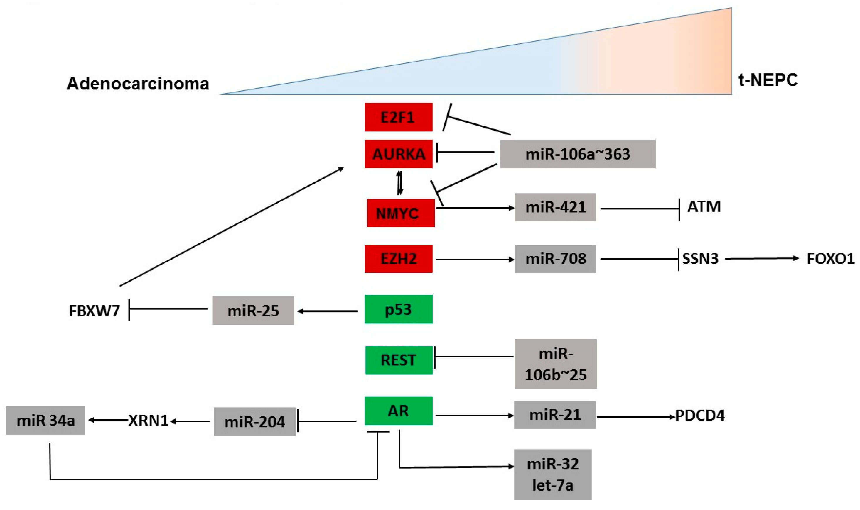 Ncrna 08 00025 g001 550