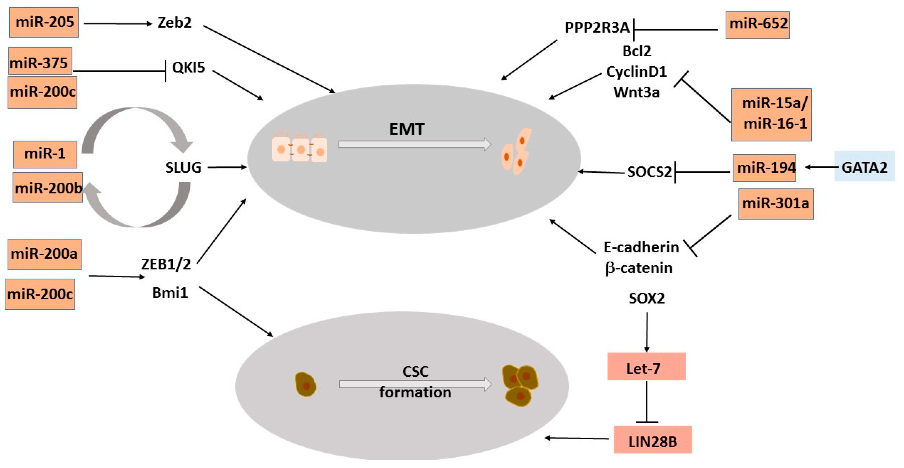 Ncrna 08 00025 g002 550