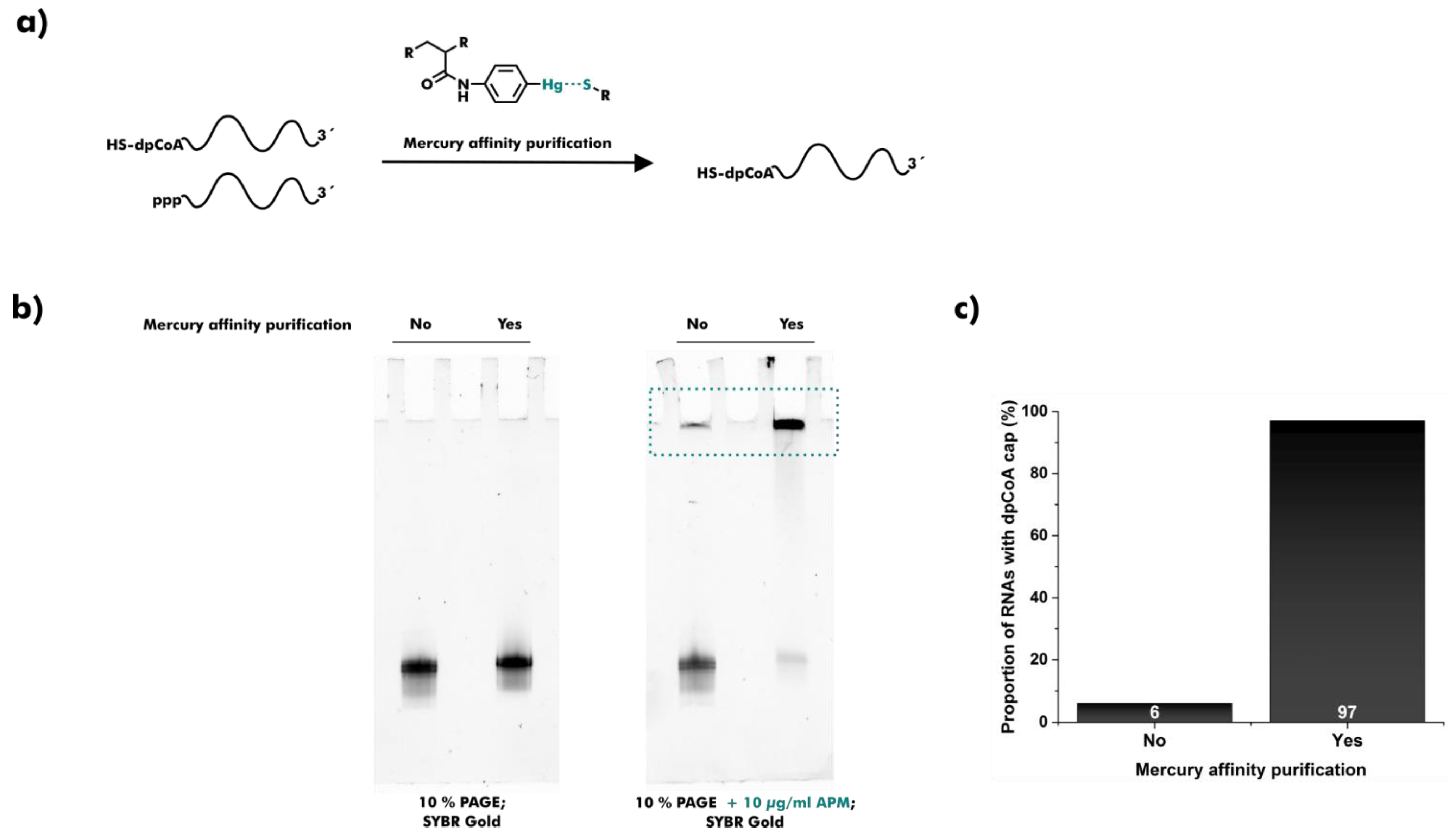 Ncrna 08 00046 g001 Ncrna 08 00046 g001