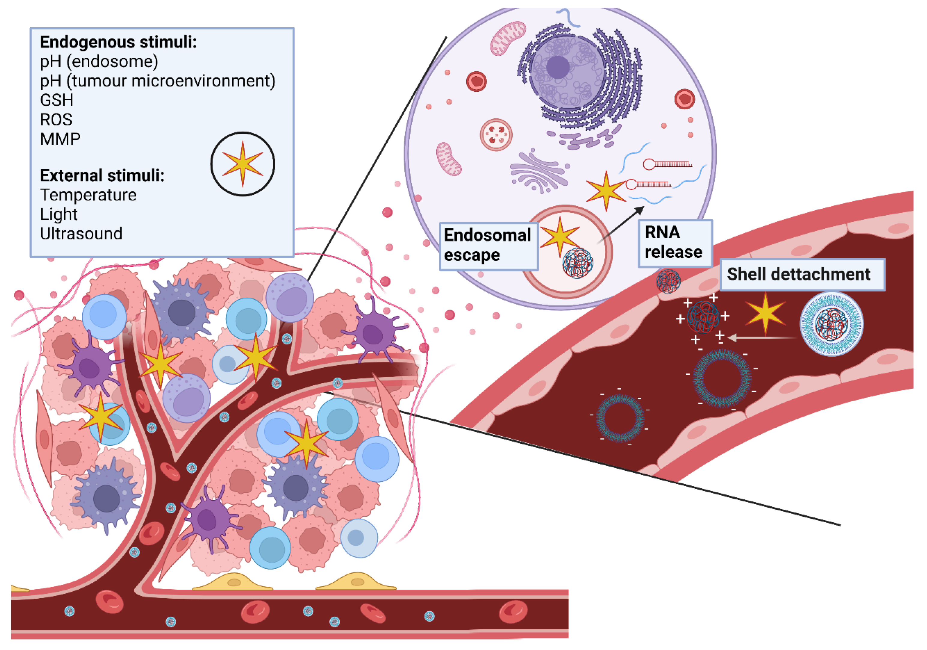 Ncrna 08 00058 g004 550
